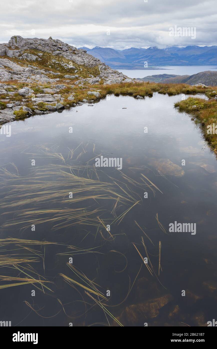 Lochan on Meall a' Chuilinn with Floating Bur-reed (Sparganium angustifolium), Ardgour, Scotland Stock Photo
