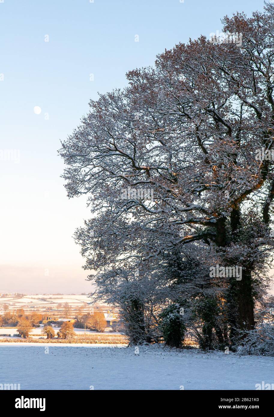 Winter snow dusts trees in a traditional English woodland copse in the ...