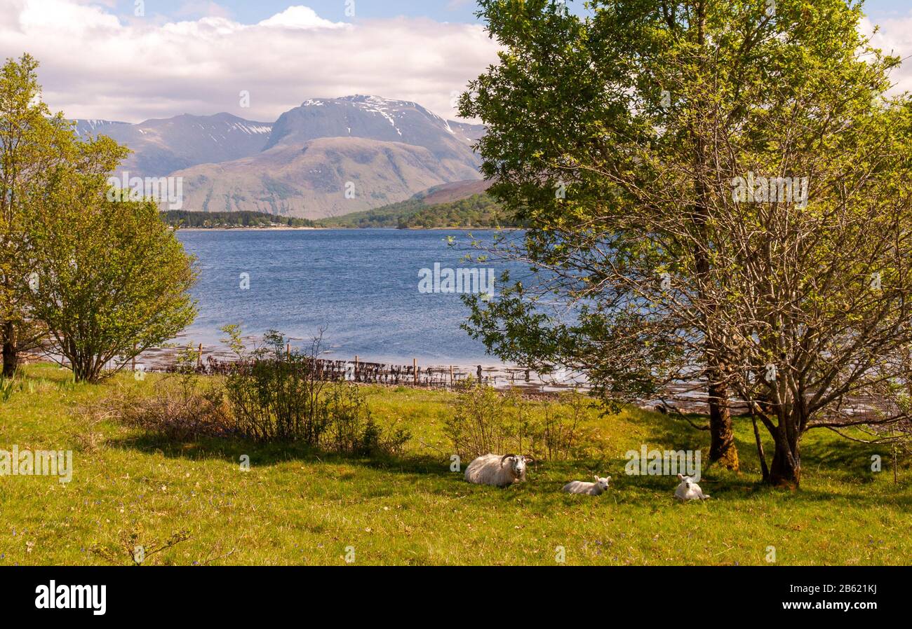 Sheep rest in the shade of a tree beside Loch Eil in the West Highlands of Scotland, with Ben Nevis behind. Stock Photo
