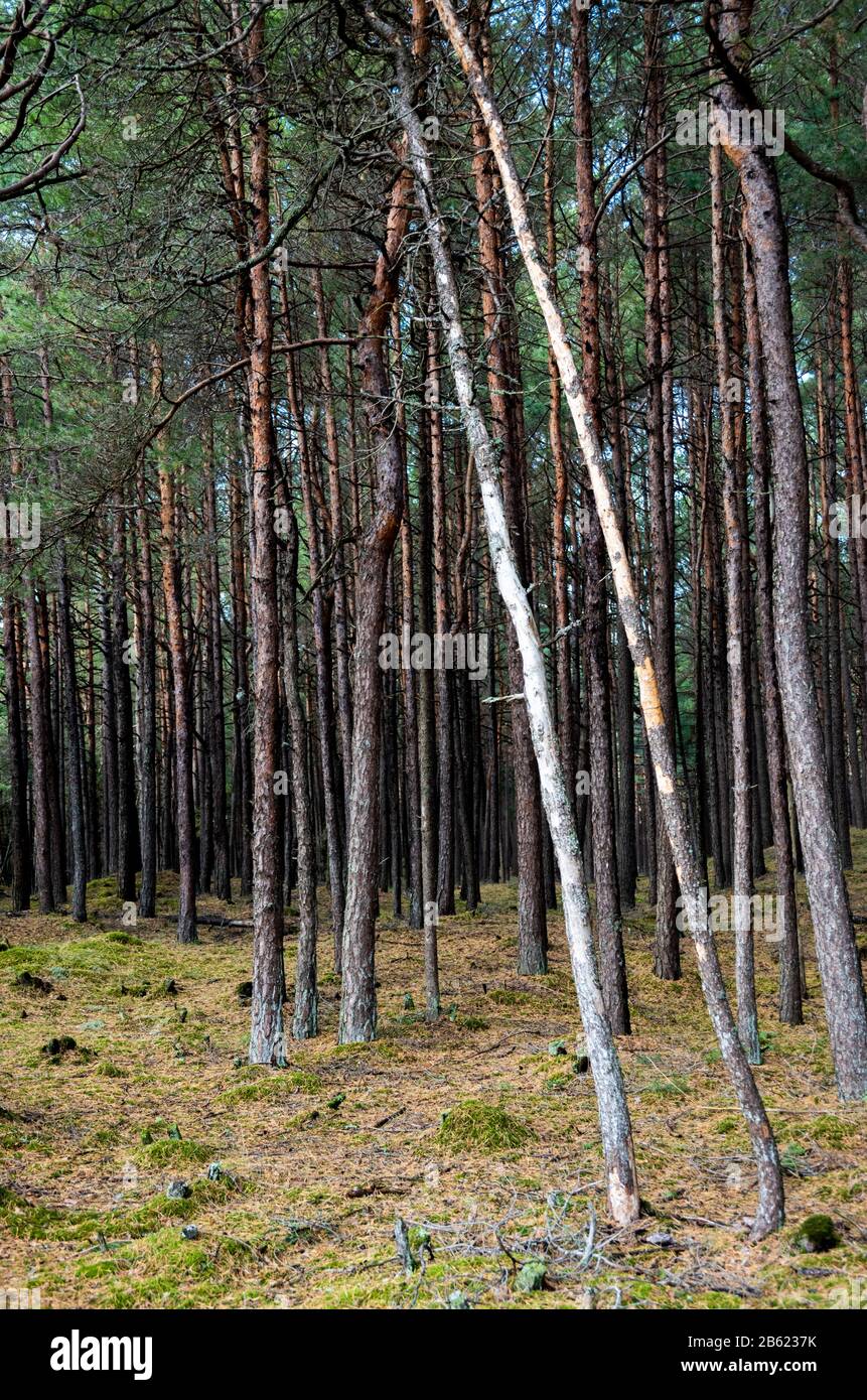 pine trees in Lithuania Stock Photo
