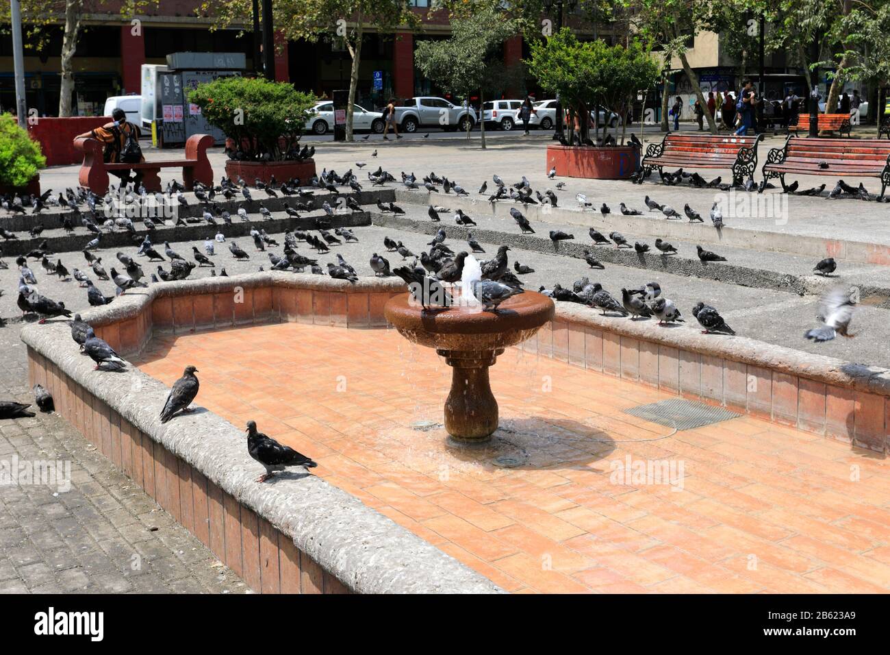 Pigeons in Santa Ana Square, Region Metropolitana, Santiago City, Chile Stock Photo