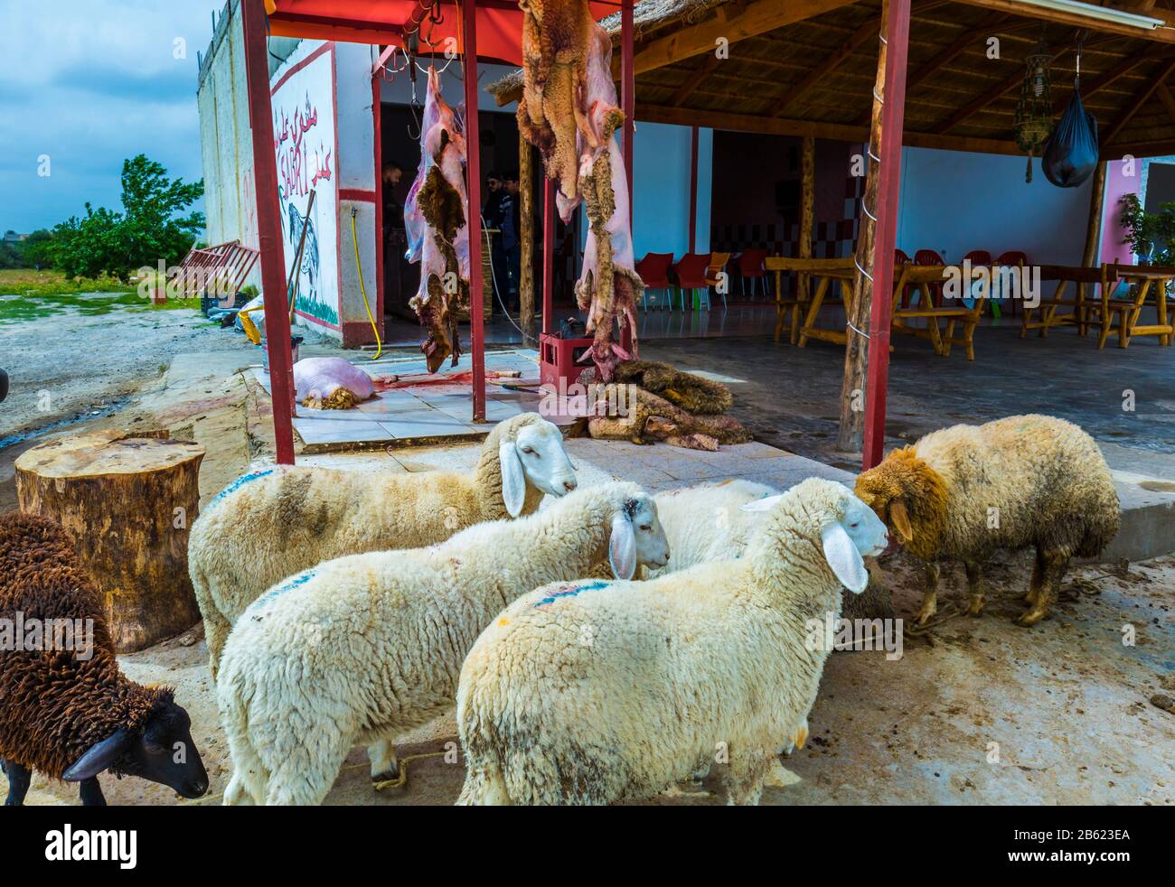 Lambs and hides in a local restaurant. Stock Photo