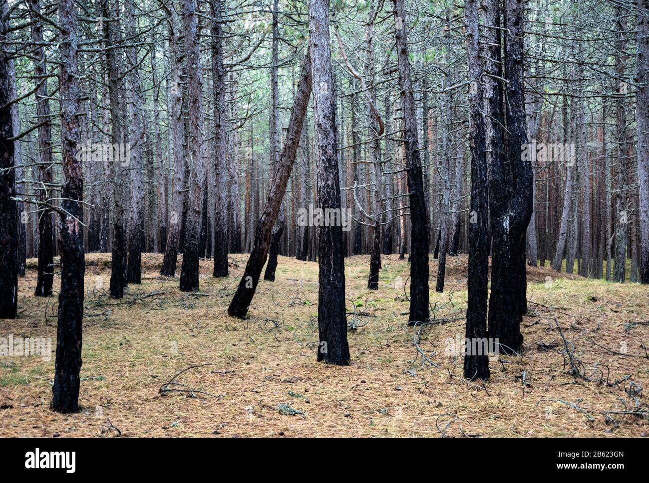 burnt pine forest, Lithuania Stock Photo