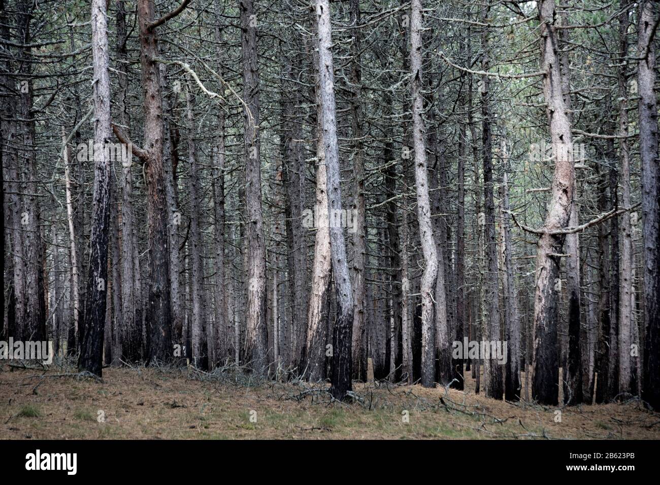 burnt pine forest, Lithuania Stock Photo