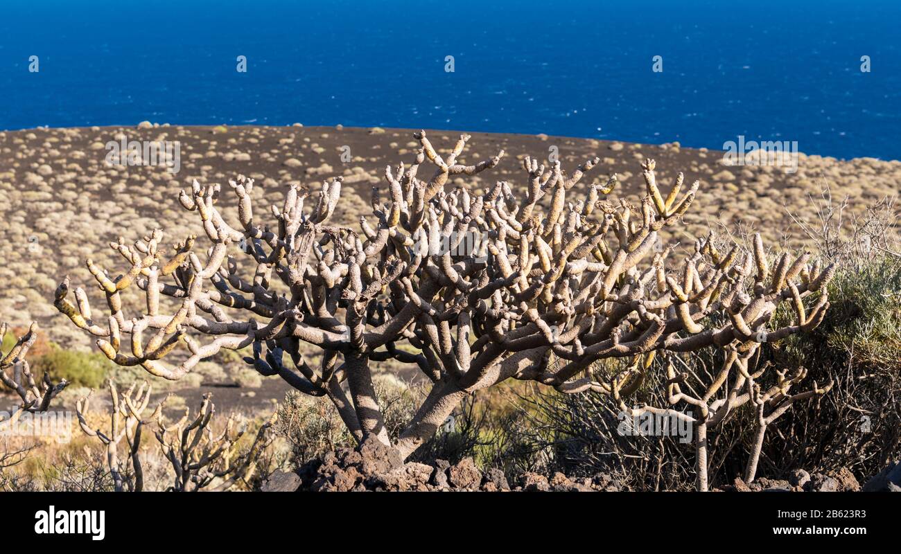 Kleinia nerifolia (verode), one of the Canadian native plants which thrive in the extremely arid and salt-laden atmosphere of southern La Palma Stock Photo