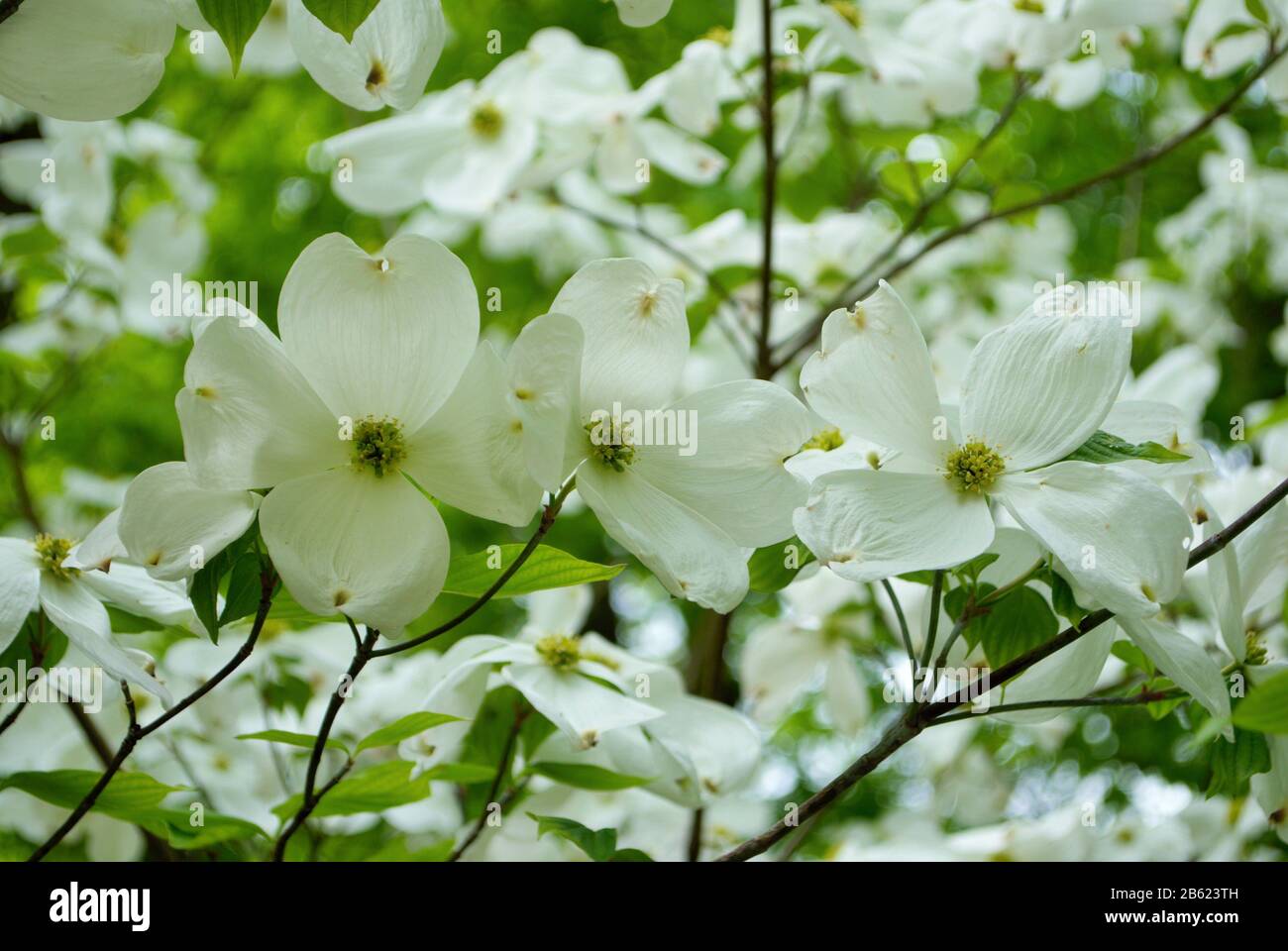 White Flowering Dogwood High Resolution Stock Photography And Images Alamy