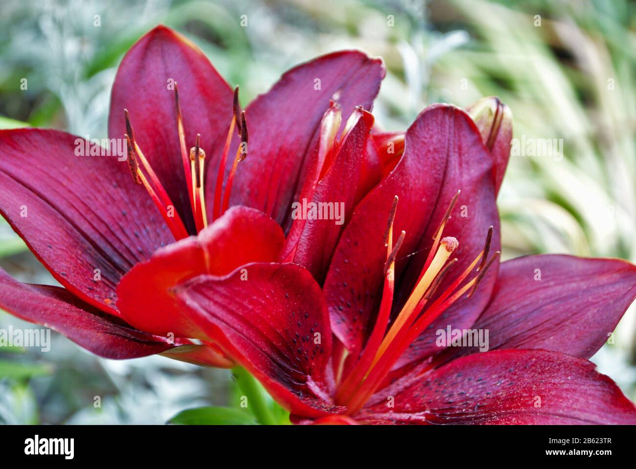 Bright and colorful stargazer lily in the garden Stock Photo