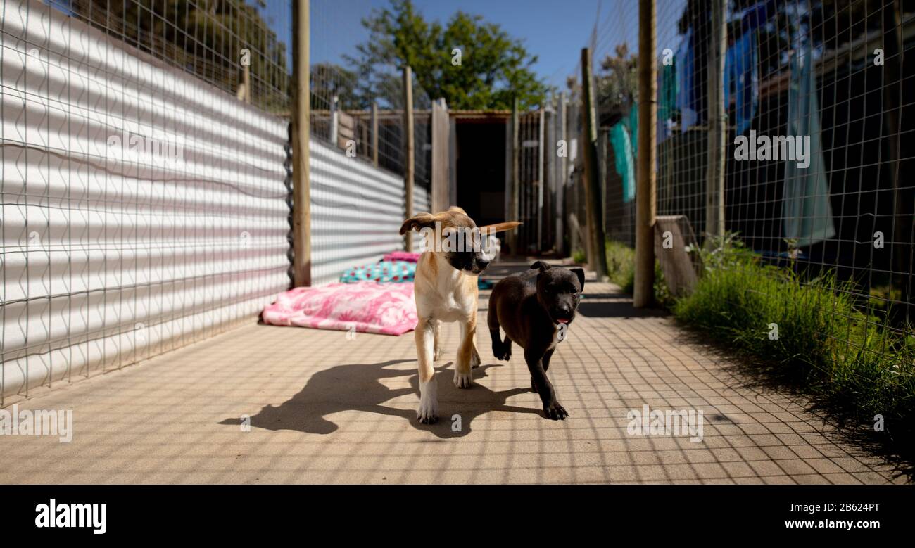 Little dogs in a dog shelter running Stock Photo Alamy