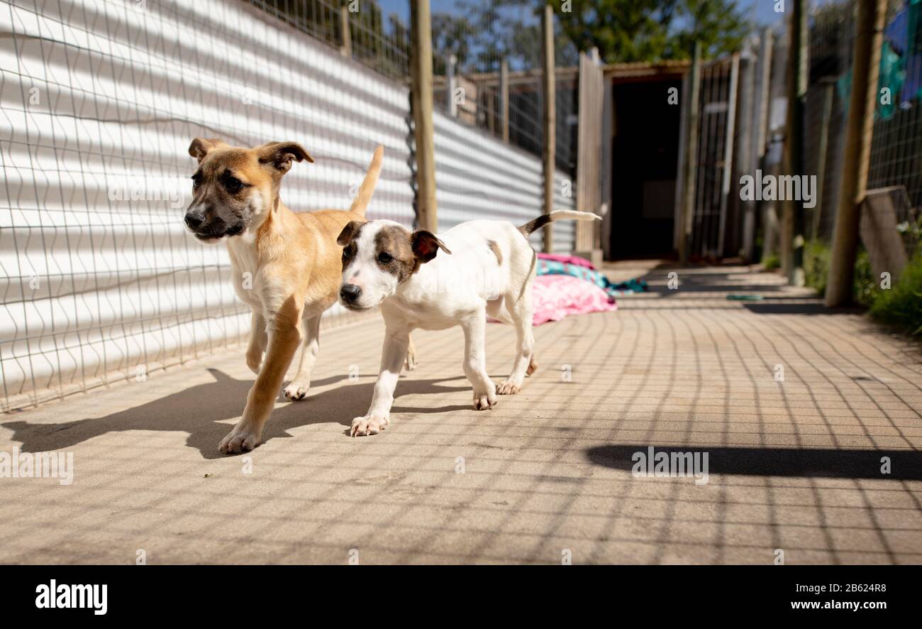 Little dogs in a dog shelter running Stock Photo Alamy