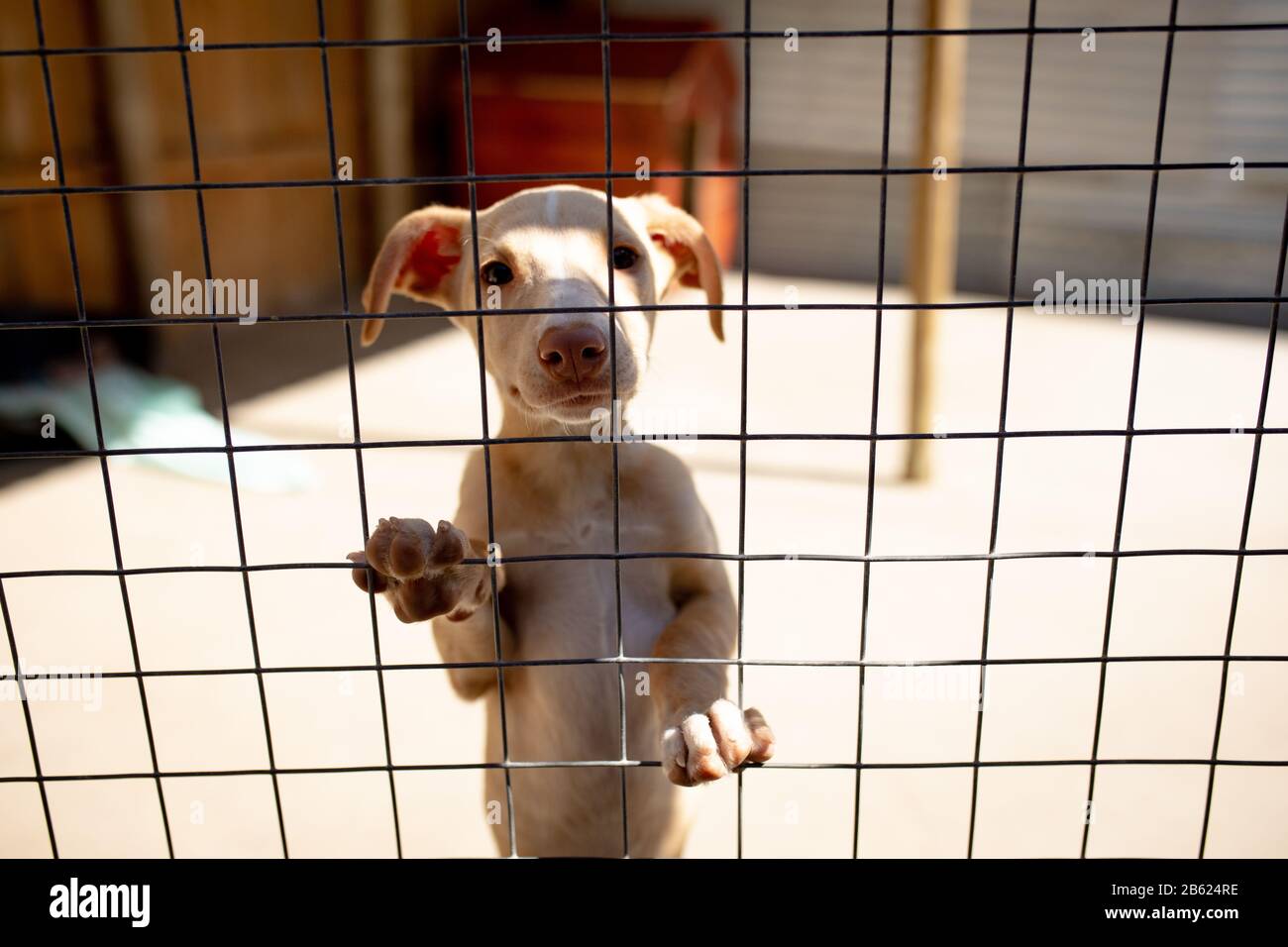 Dog looking behind hi-res stock photography and images - Alamy