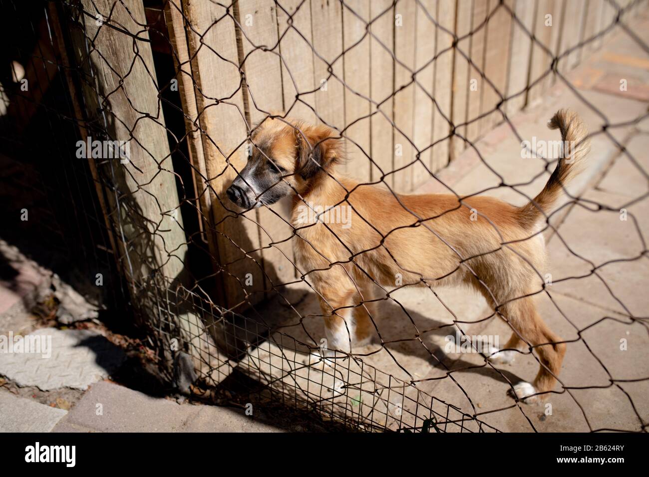 Little dog behind a fence in a dog shelter Stock Photo