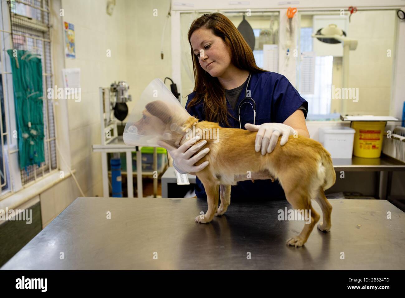 Woman examining a dog in a dog shelter Stock Photo