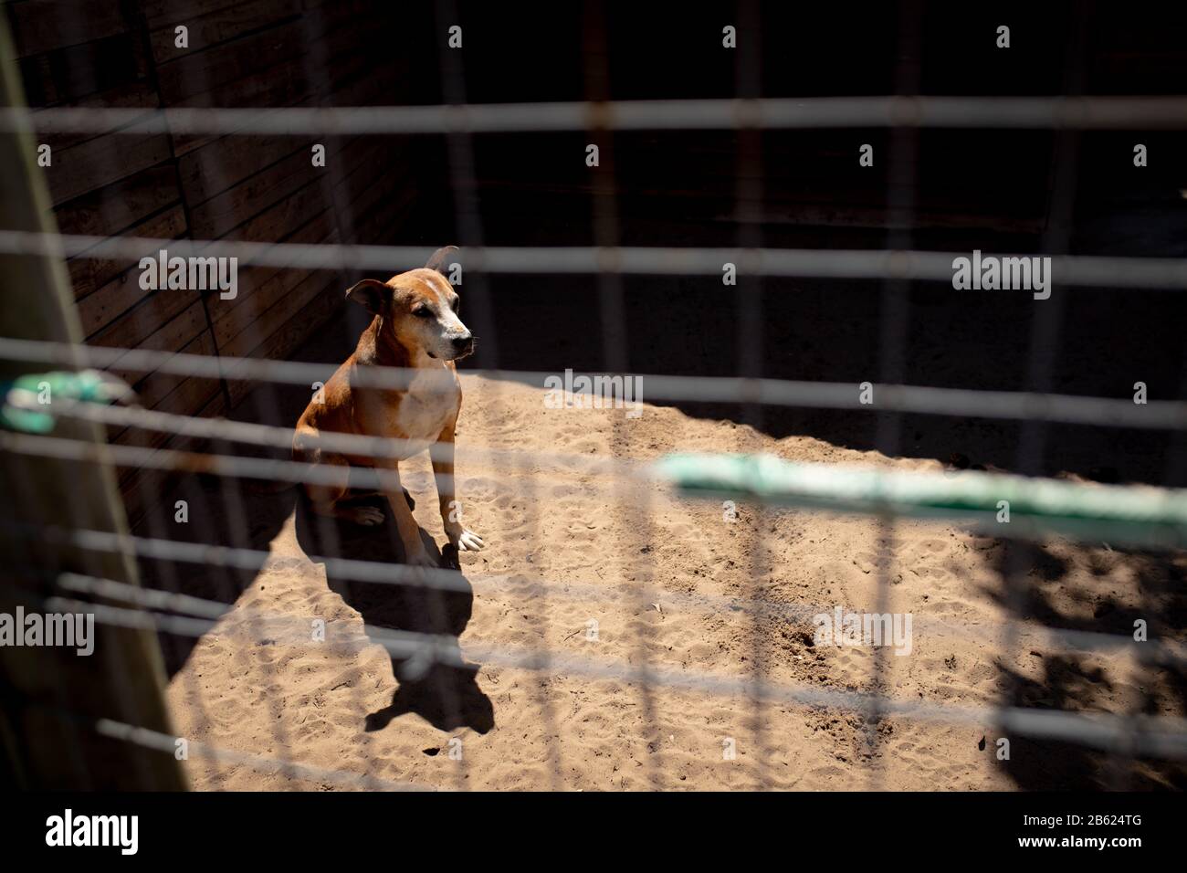 Little dog behind a fence in a dog shelter Stock Photo