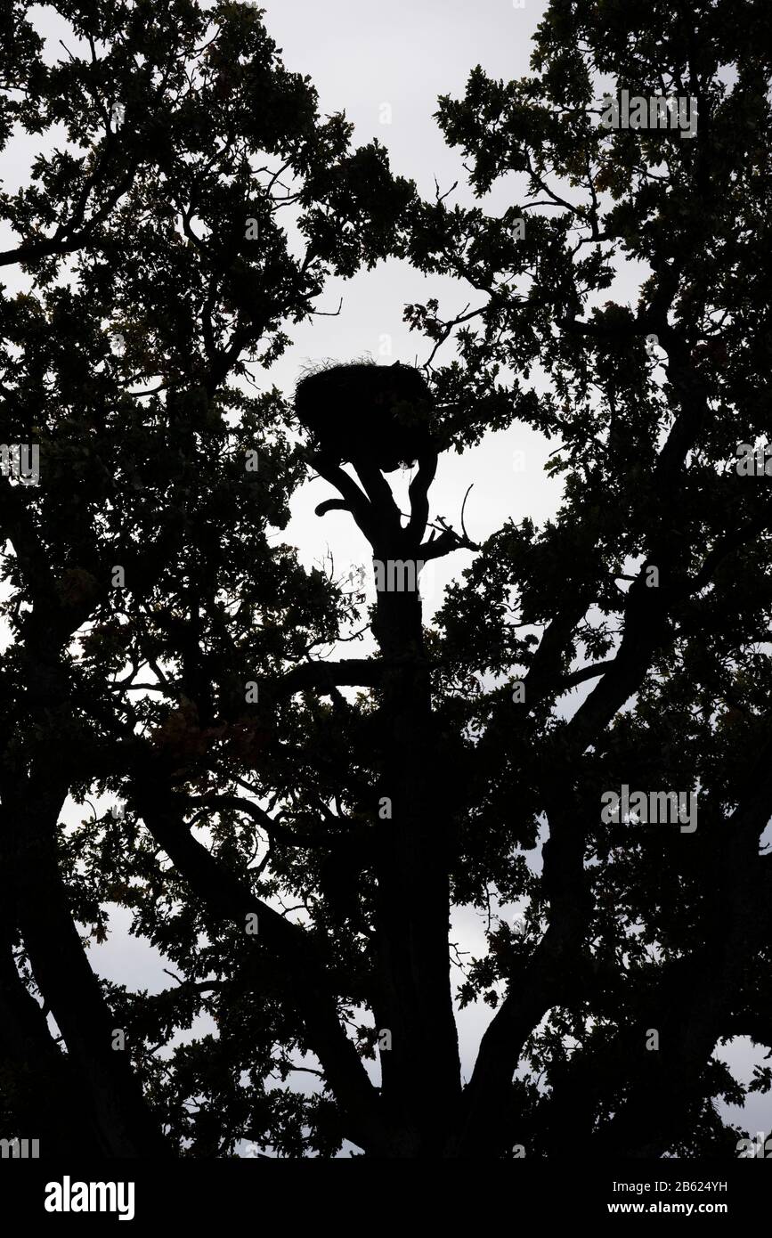 Stork's nest Stock Photo