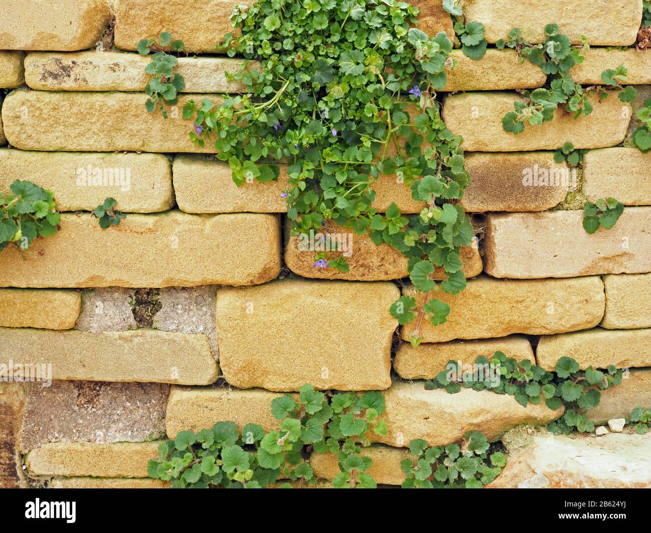Rustic stone garden wall with leaves and buds of a Campanula portenschlagiana plant Stock Photo