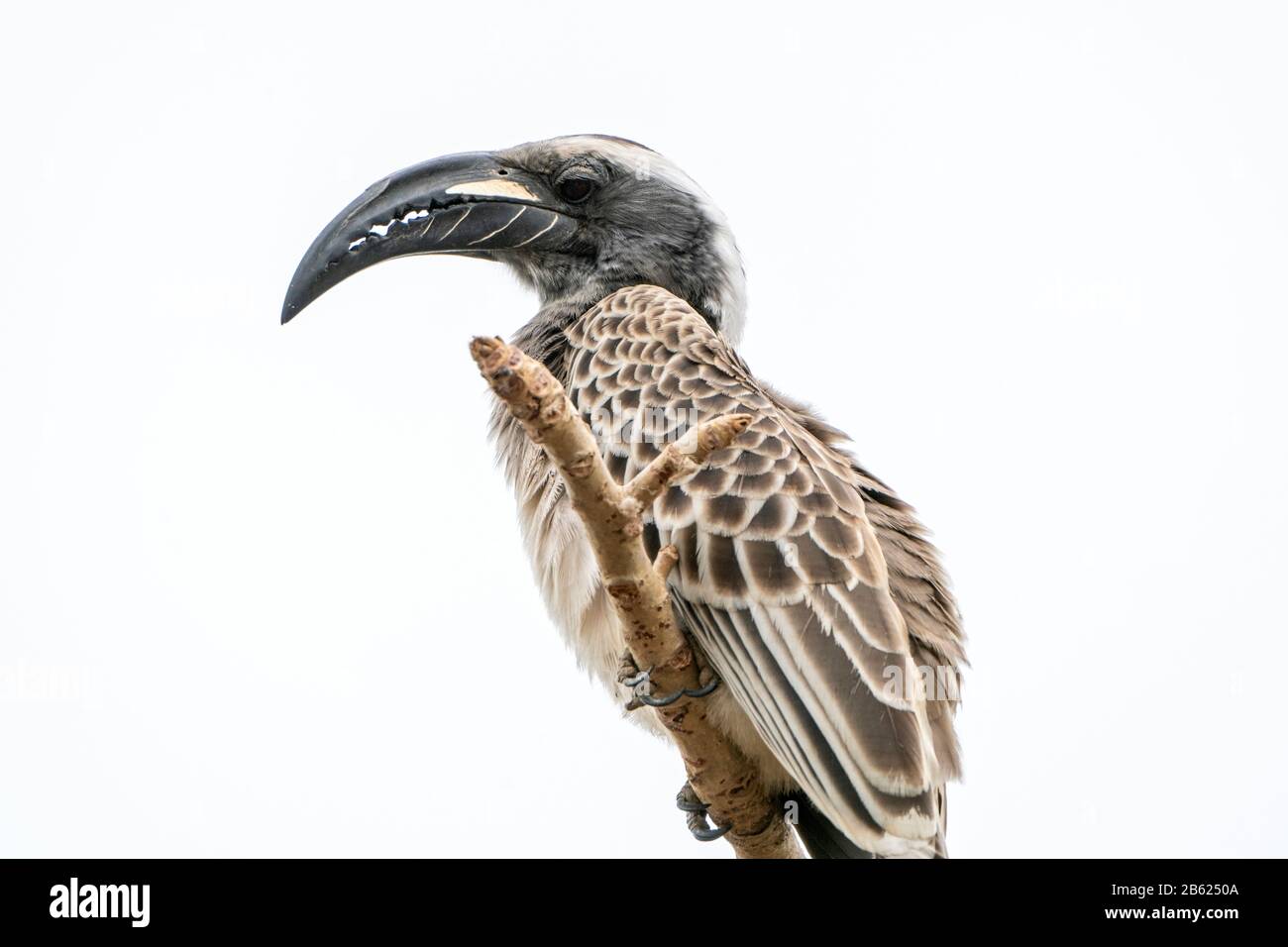 African grey hornbill, Lophoceros nasutus, close-up of adult perched on tree, Gambia Stock Photo