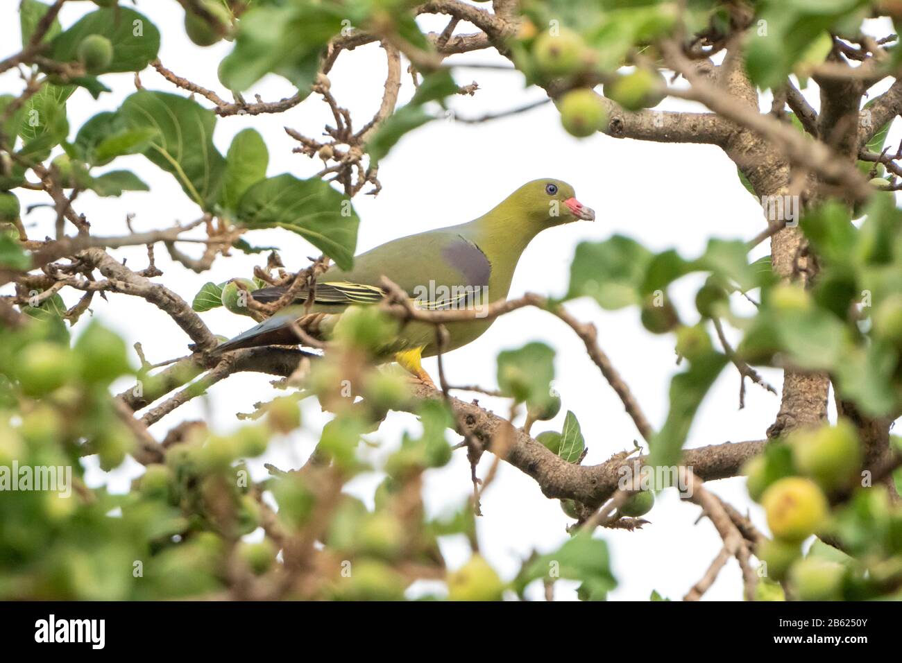 African green pigeon, Treron calvus, adult feeding in tree, Gambia Stock Photo