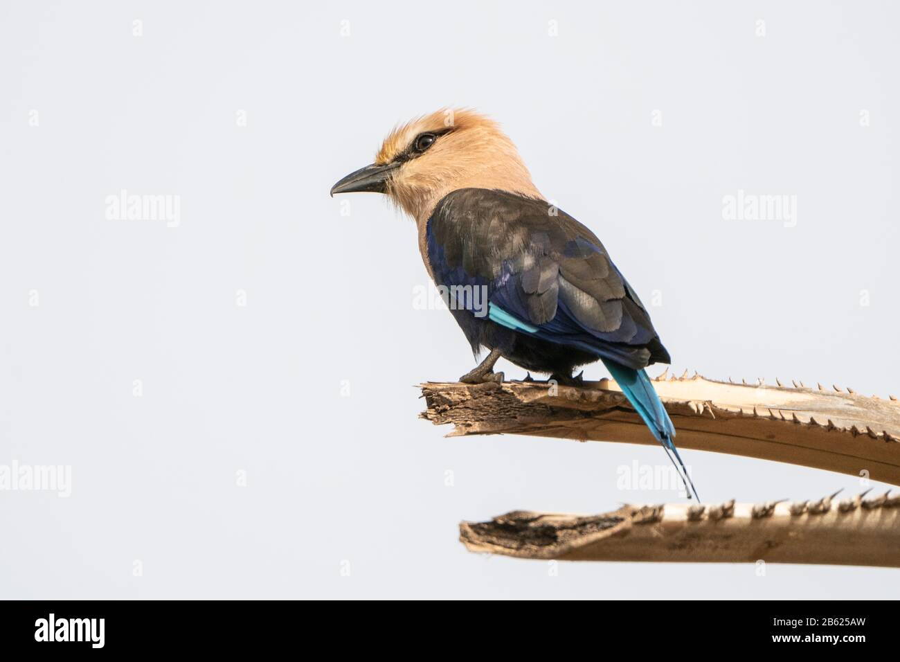 blue-bellied roller, Coracias cyanogaster, adult perched in tree, Gambia Stock Photo