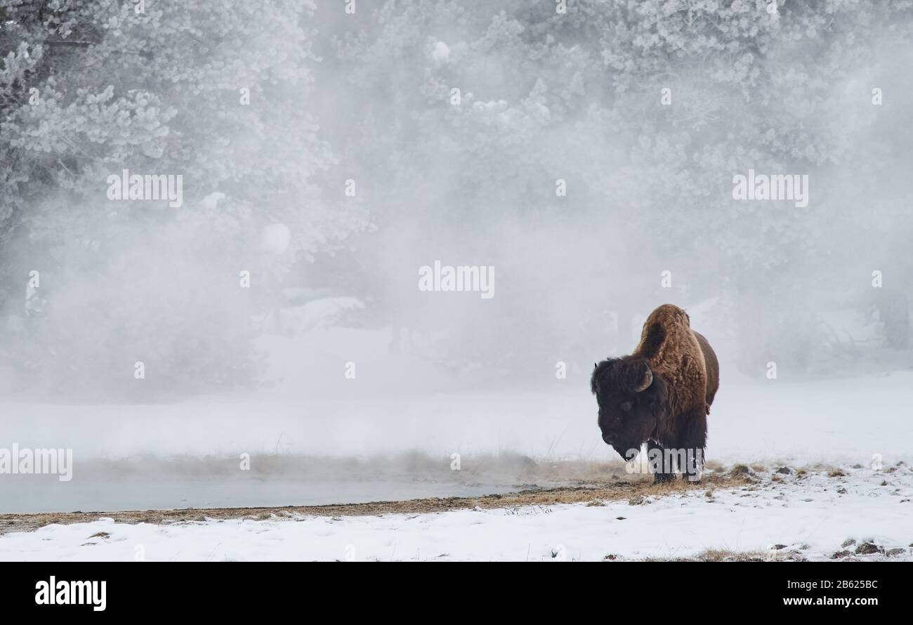 American Bison Buffalo Stock Photo - Alamy