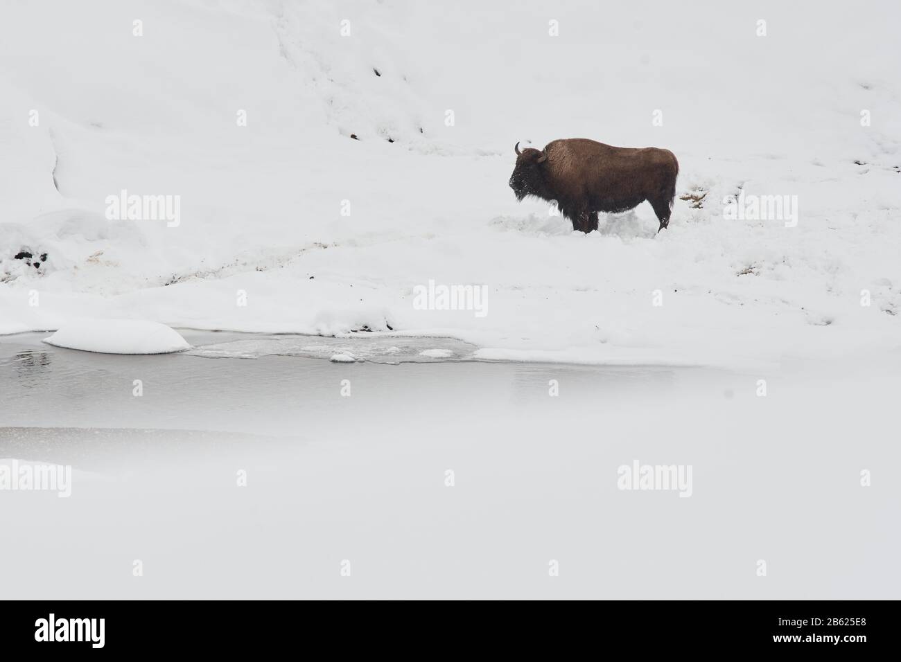 American Bison Buffalo Stock Photo - Alamy