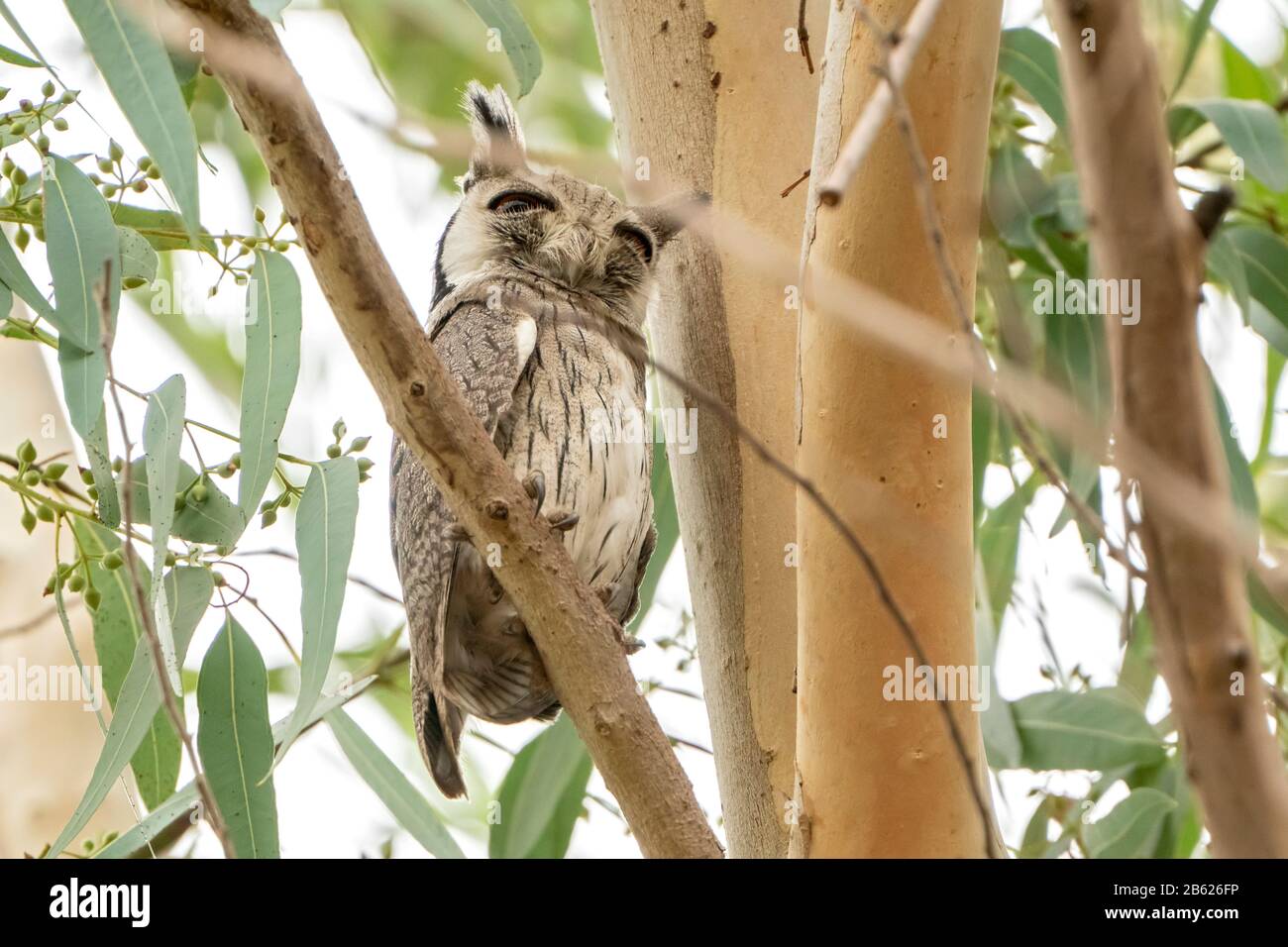 northern white-faced owl, Ptilopsis leucotis, adult sleeping while roosting in tree, Gambia Stock Photo