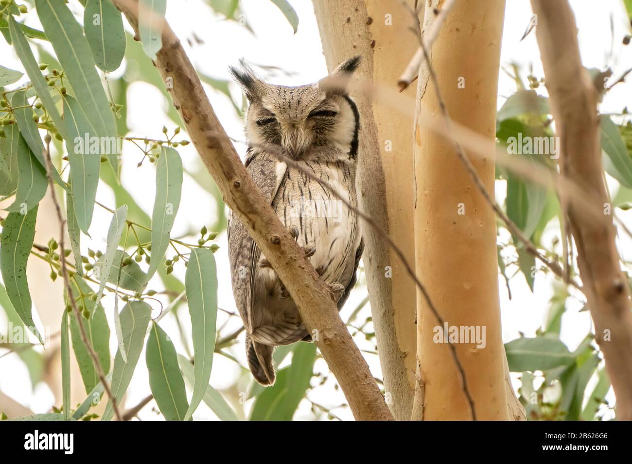northern white-faced owl, Ptilopsis leucotis, adult sleeping while roosting in tree, Gambia Stock Photo