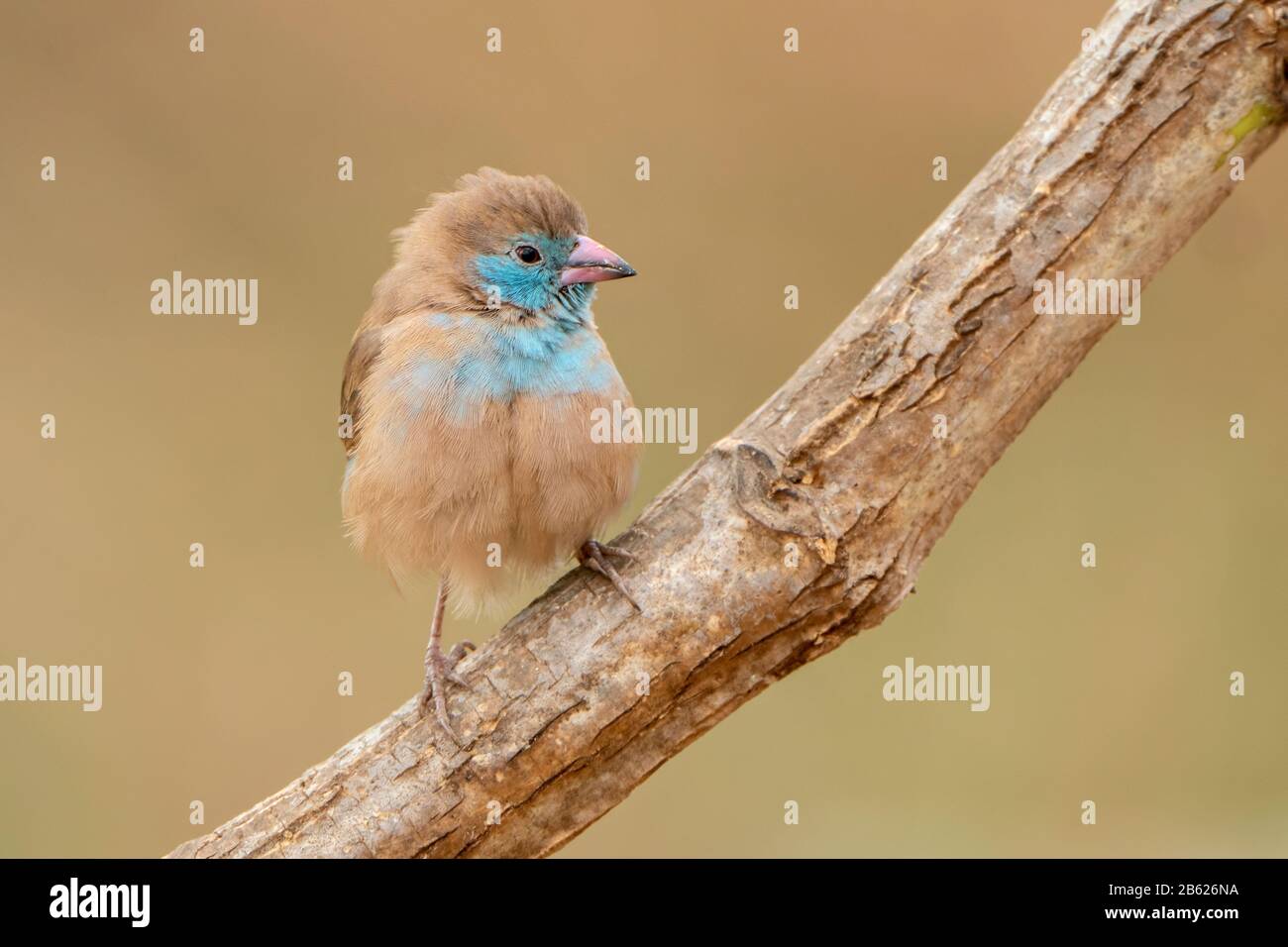 red-cheeked cordon-bleu, Uraeginthus bengalus, adult female perched on branch of tree, Gambia Stock Photo