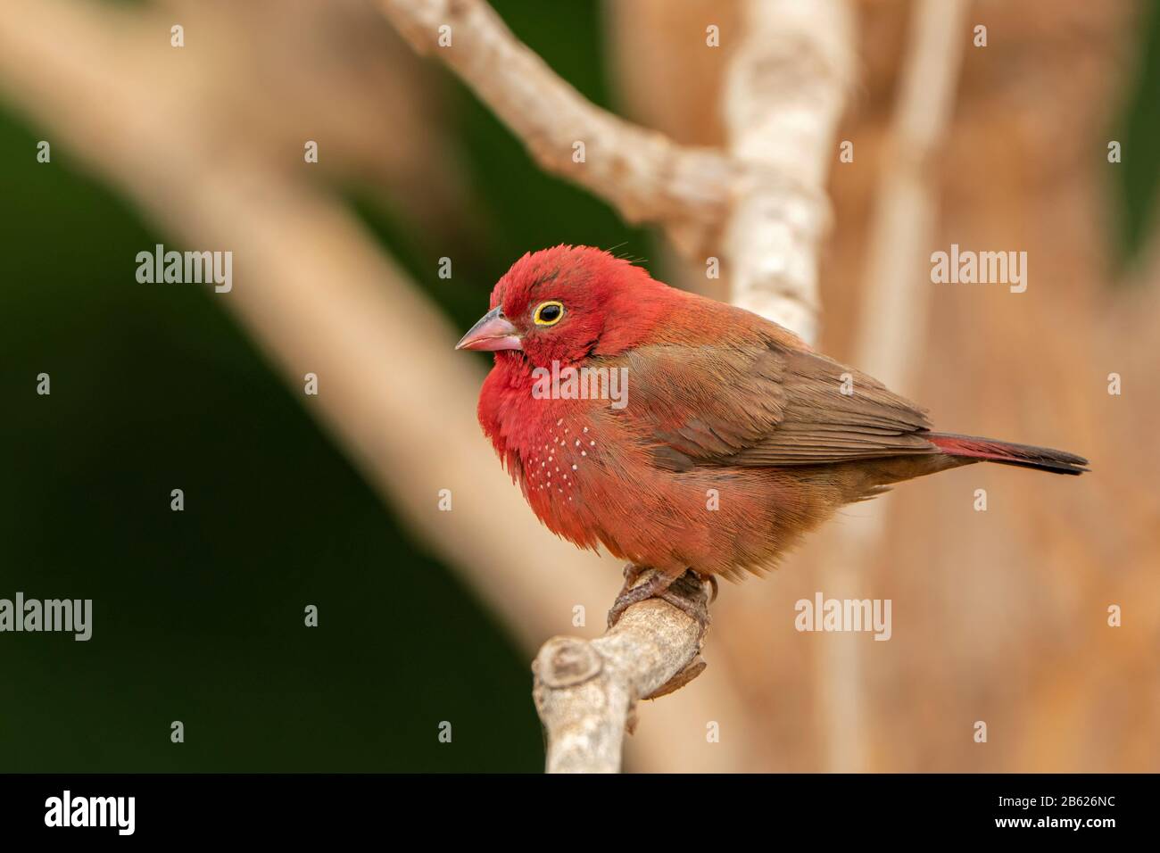 red-billed firefinch, Lagonosticta senegala, adult male perched on tree branch, Gambia Stock Photo
