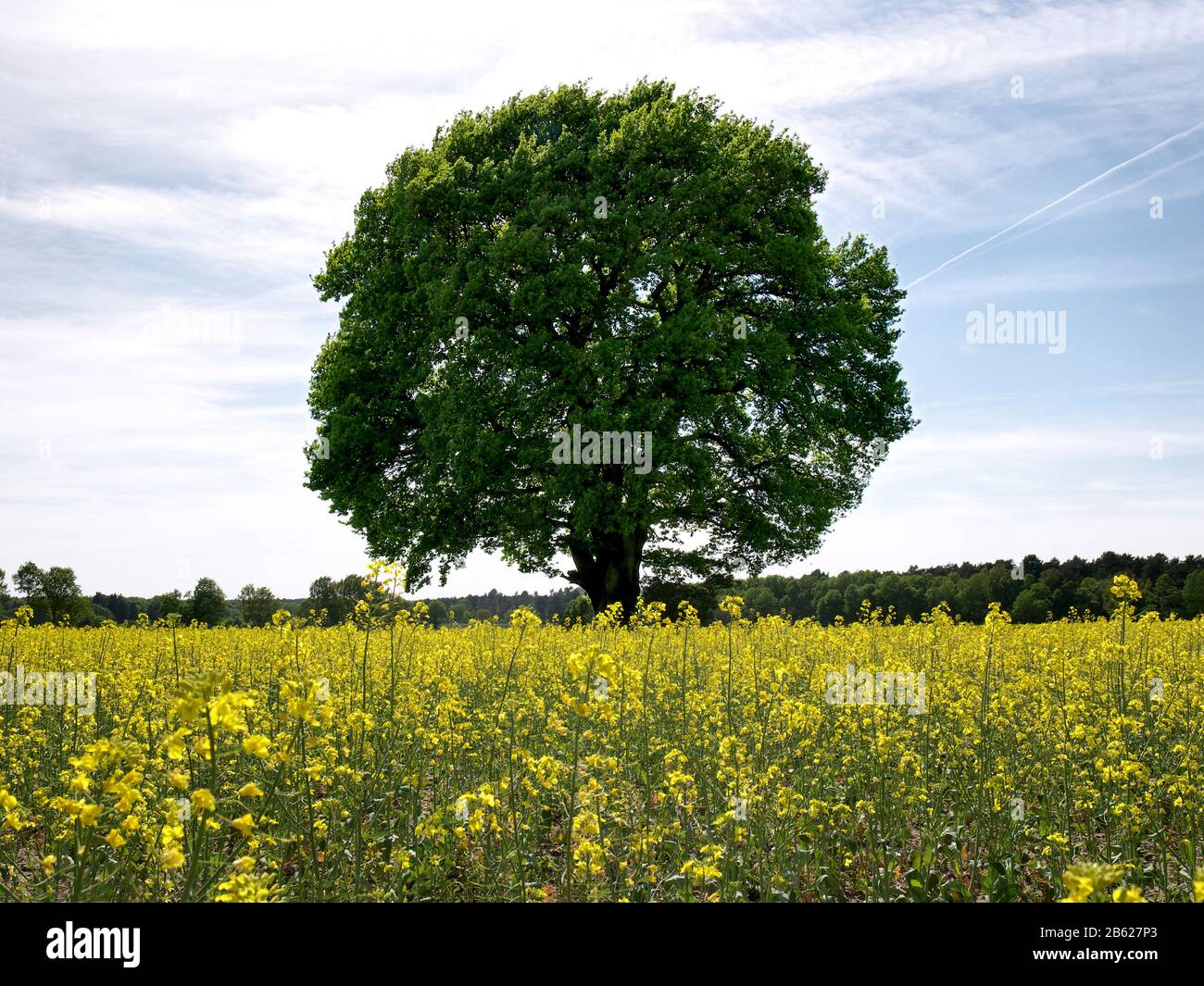 Solitary oak tree on a blooming rape field in the Nordheide near Stelle, Niedersachsen, Germany. Stock Photo