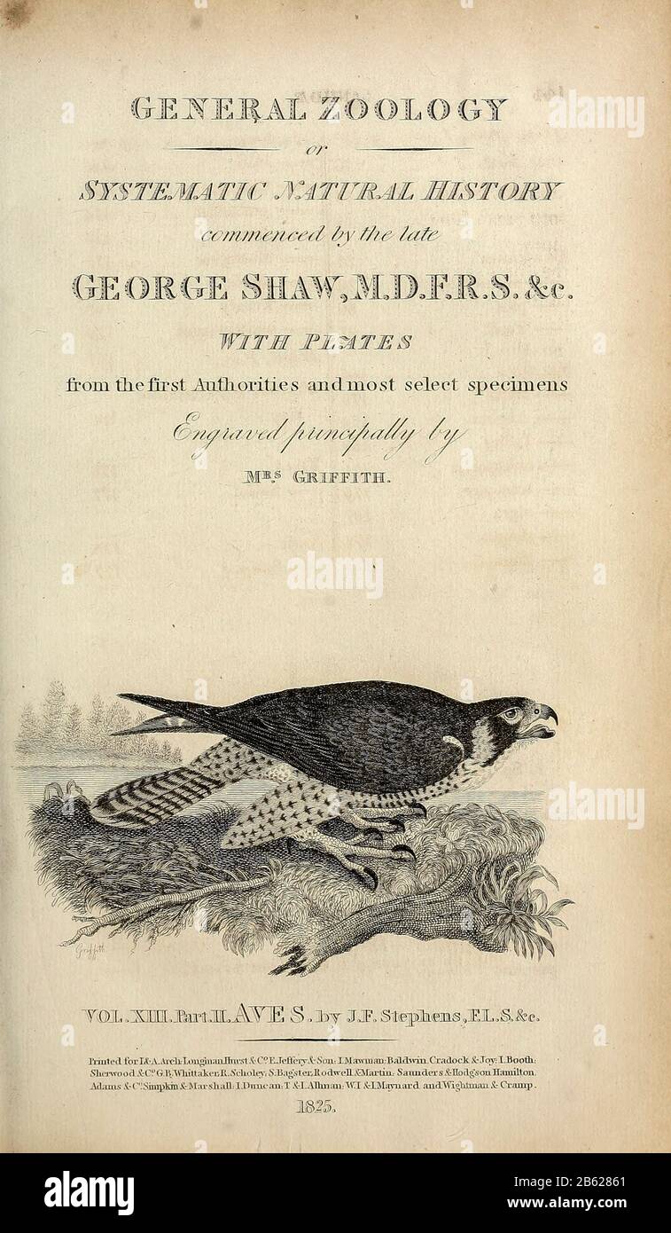from volume XIII (Aves) Part 2, of 'General Zoology or Systematic Natural History' by British naturalist George Shaw (1751-1813). Griffith, Mrs., engraver. Heath, Charles, 1785-1848, engraver. Stephens, James Francis, 1792-1853 Published in London in 1825 by G. Kearsley Stock Photo
