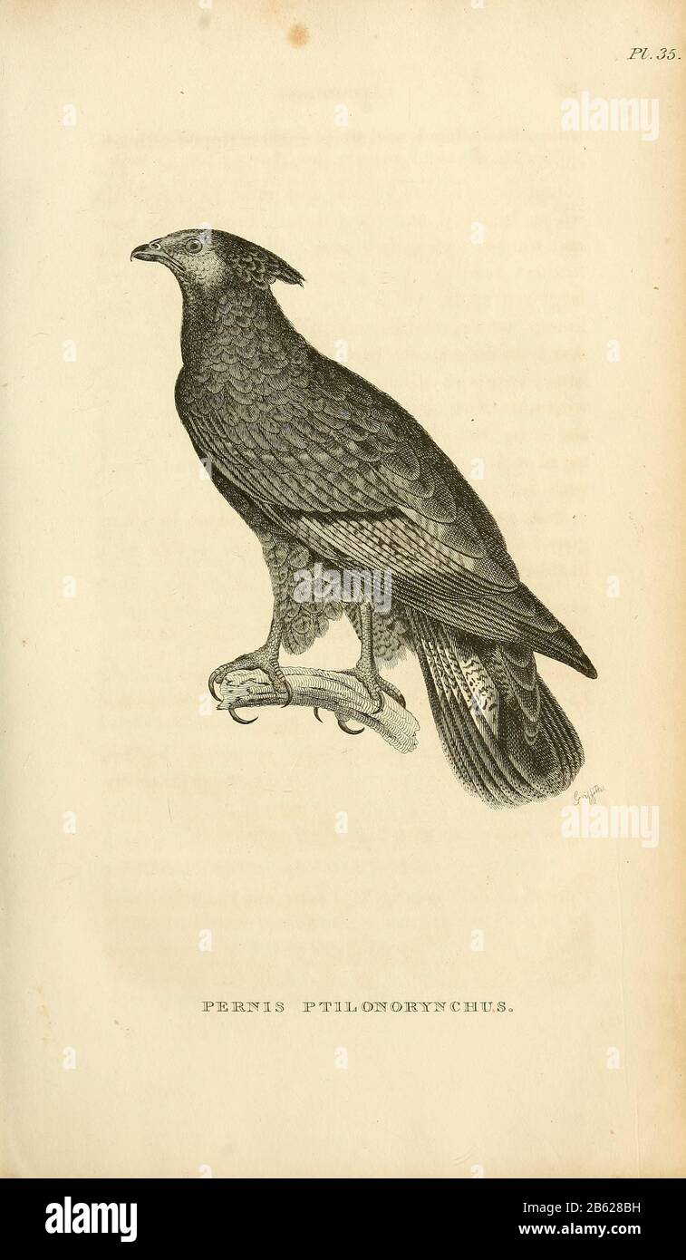 The crested honey buzzard (Pernis ptilorhynchus) (Here referred Pernis ptilonorynchus) to as  is a bird of prey in the family Accipitridae, from volume XIII (Aves) Part 2, of 'General Zoology or Systematic Natural History' by British naturalist George Shaw (1751-1813). Griffith, Mrs., engraver. Heath, Charles, 1785-1848, engraver. Stephens, James Francis, 1792-1853 Published in London in 1825 by G. Kearsley Stock Photo