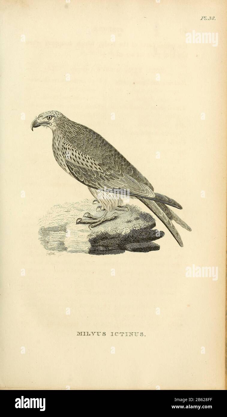 Milvus ictinus bird off prey from volume XIII (Aves) Part 2, of 'General Zoology or Systematic Natural History' by British naturalist George Shaw (1751-1813). Griffith, Mrs., engraver. Heath, Charles, 1785-1848, engraver. Stephens, James Francis, 1792-1853 Published in London in 1825 by G. Kearsley Stock Photo