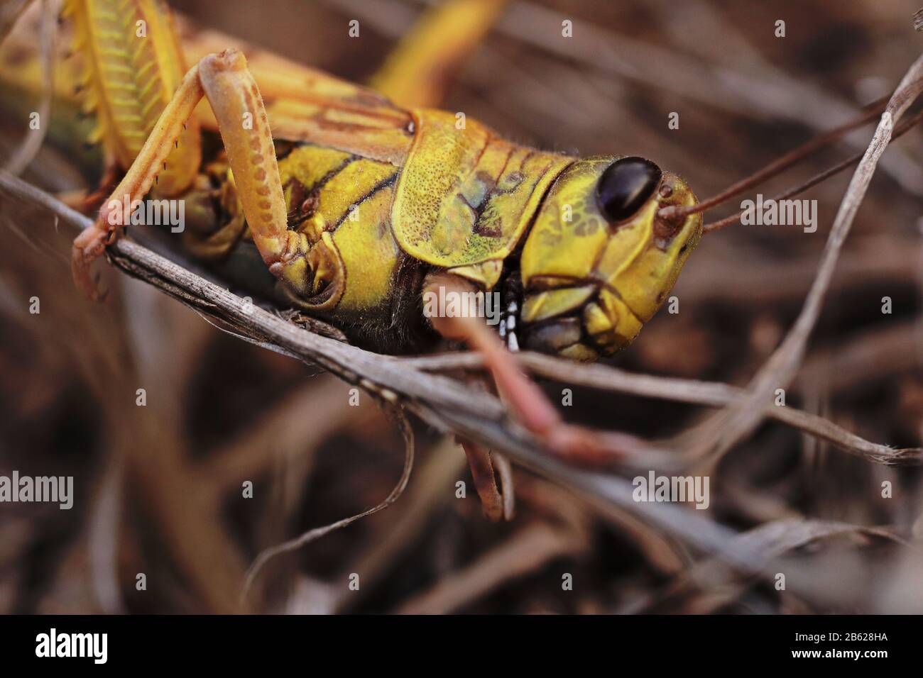 Locust on grass in closeup Stock Photo