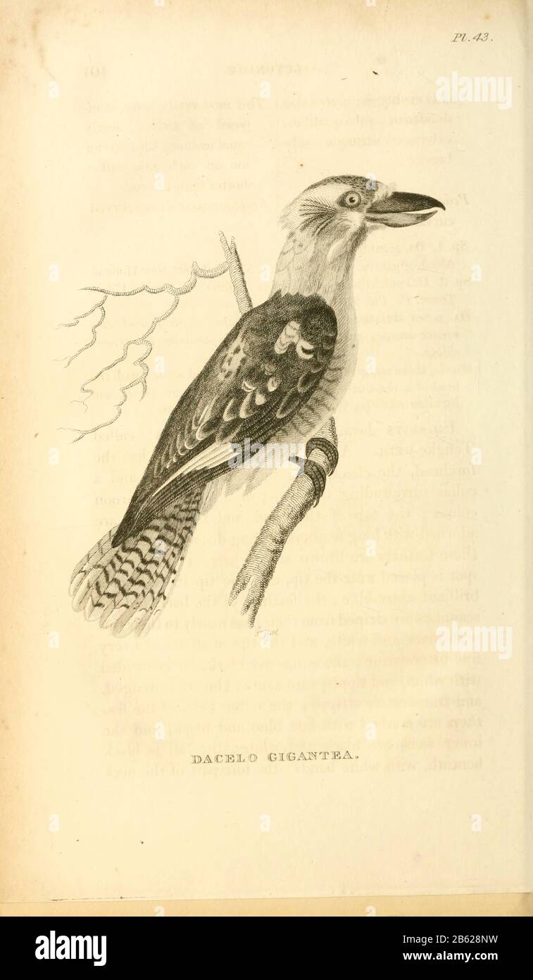 Laughing kookaburra, Dacelo novaeguineae (Gigantic dacelo, Dacelo gigantea). from volume XIII (Aves) Part 2, of 'General Zoology or Systematic Natural History' by British naturalist George Shaw (1751-1813). Griffith, Mrs., engraver. Heath, Charles, 1785-1848, engraver. Stephens, James Francis, 1792-1853 Published in London in 1825 by G. Kearsley Stock Photo