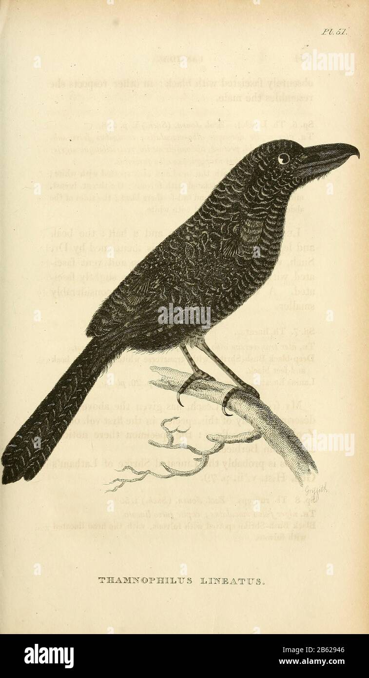 Thamnophilus lineatus from volume XIII (Aves) Part 2, of 'General Zoology or Systematic Natural History' by British naturalist George Shaw (1751-1813). Griffith, Mrs., engraver. Heath, Charles, 1785-1848, engraver. Stephens, James Francis, 1792-1853 Published in London in 1825 by G. Kearsley Stock Photo