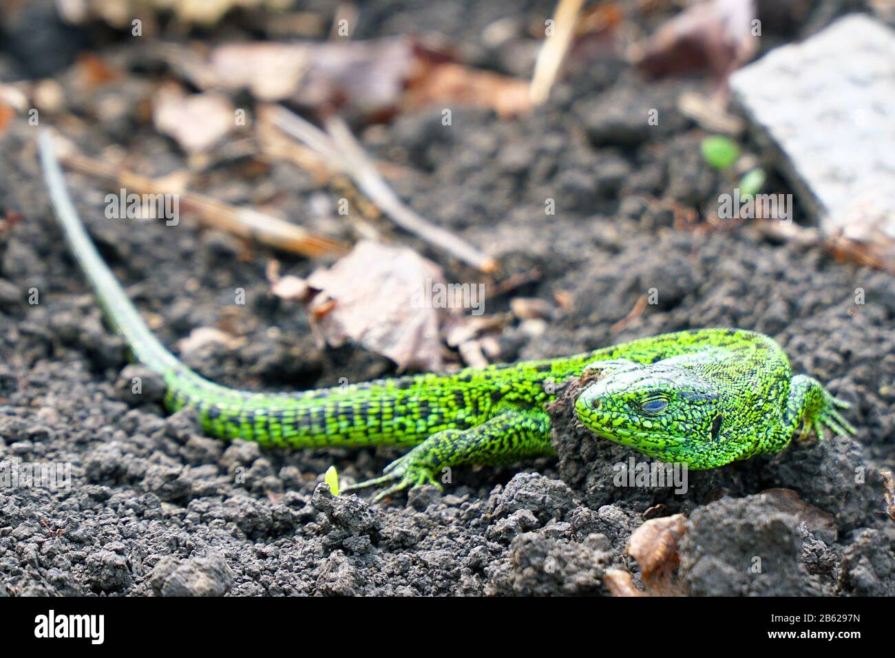 Portrait of a Small green lizard on the ground. Selective focus Stock Photo