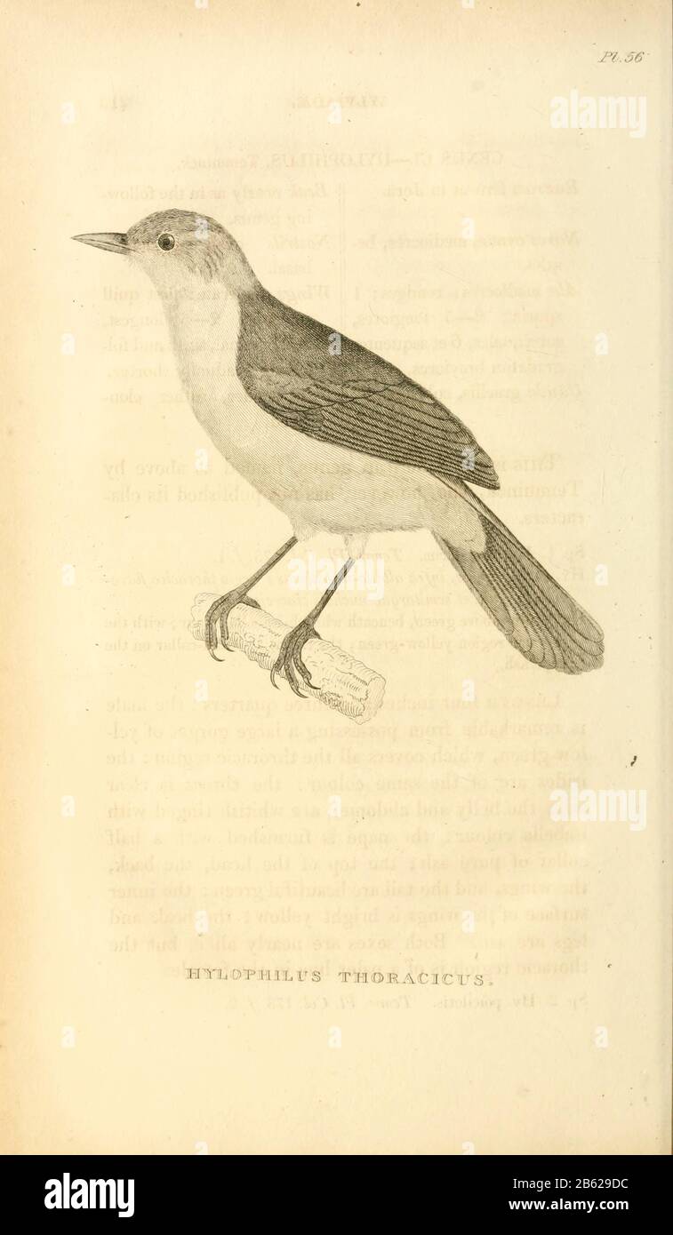 lemon-chested greenlet (Hylophilus thoracicus) is a species of bird in the family Vireonidae. It is found in Bolivia, Brazil, Colombia, Ecuador, French Guiana, Guyana, Peru, Suriname, and Venezuela.  from volume XIII (Aves) Part 2, of 'General Zoology or Systematic Natural History' by British naturalist George Shaw (1751-1813). Griffith, Mrs., engraver. Heath, Charles, 1785-1848, engraver. Stephens, James Francis, 1792-1853 Published in London in 1825 by G. Kearsley Stock Photo