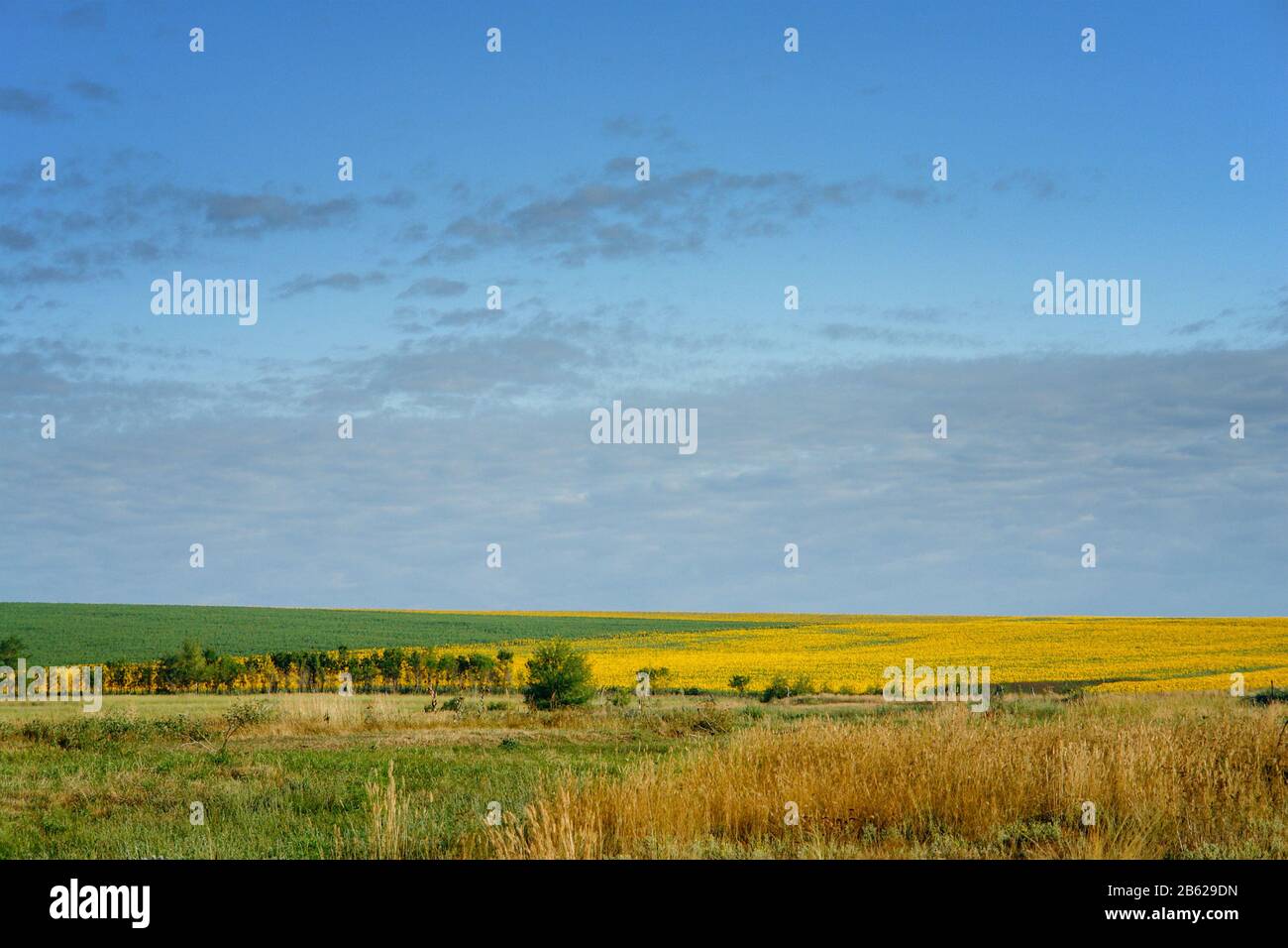 Yellow field of sunflowers in the distance Stock Photo - Alamy
