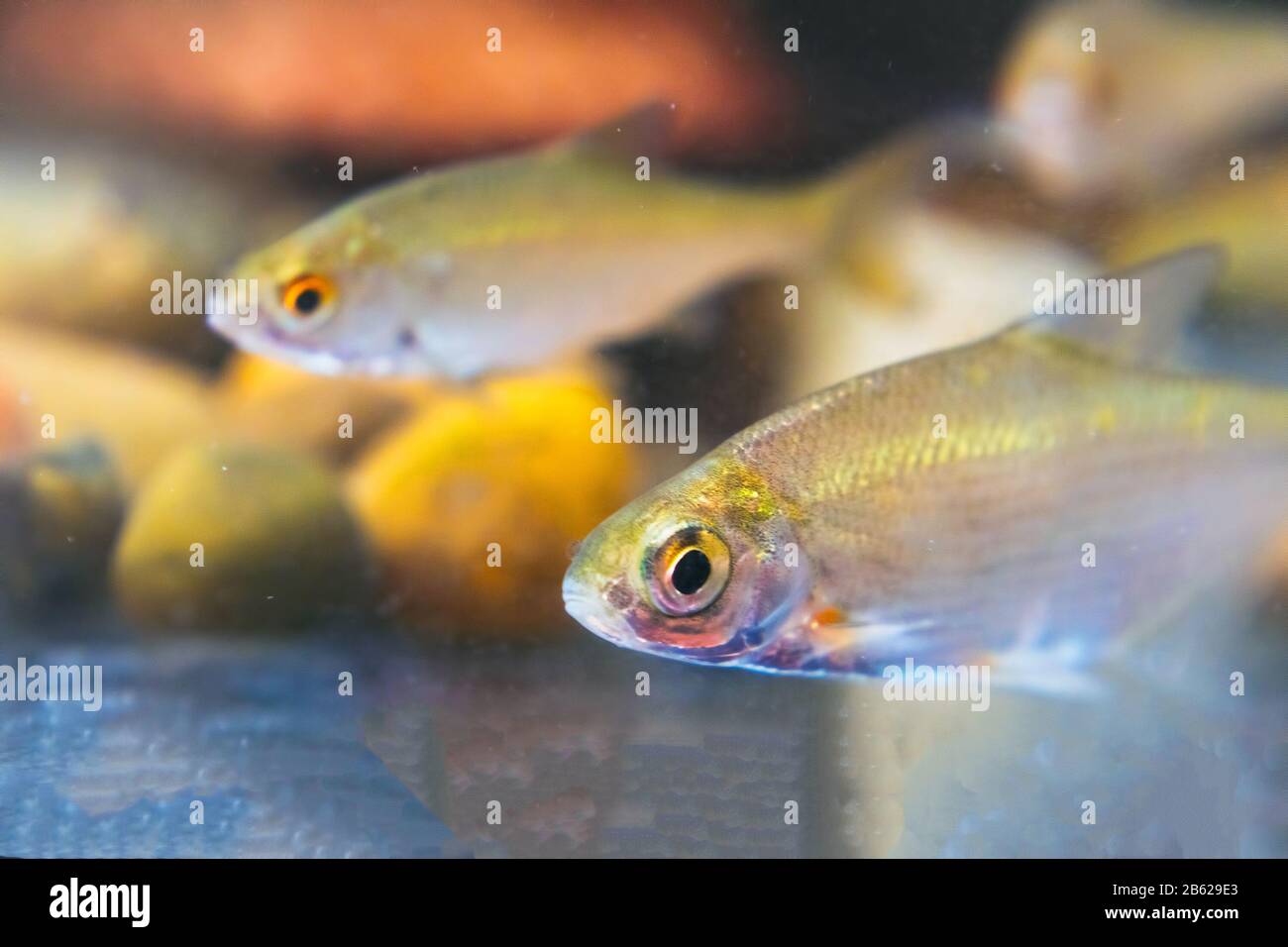 Young bream swims in the aquarium. Freshwater river fish in an aquarium. Selective focus Stock Photo