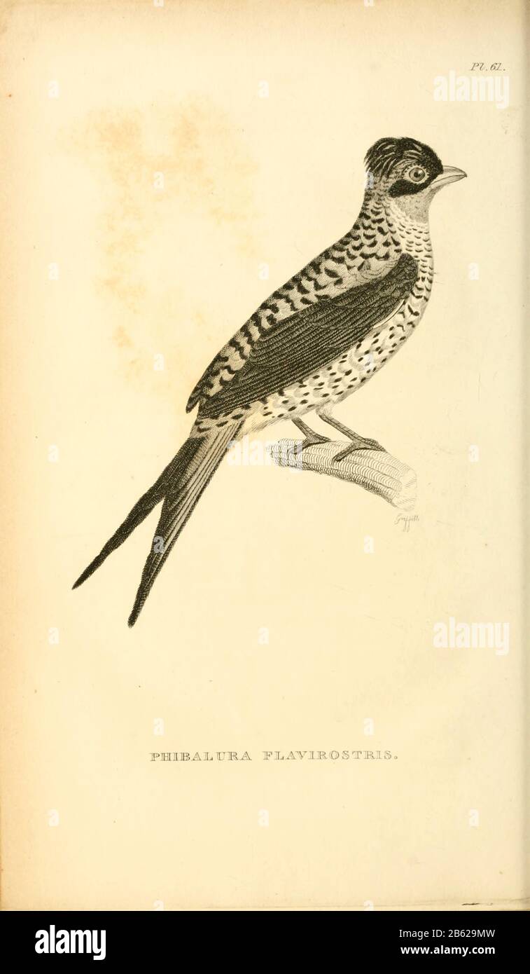swallow-tailed cotinga (Phibalura flavirostris) is a species of passerine bird in the family Cotingidae. from volume XIII (Aves) Part 2, of 'General Zoology or Systematic Natural History' by British naturalist George Shaw (1751-1813). Griffith, Mrs., engraver. Heath, Charles, 1785-1848, engraver. Stephens, James Francis, 1792-1853 Published in London in 1825 by G. Kearsley Stock Photo