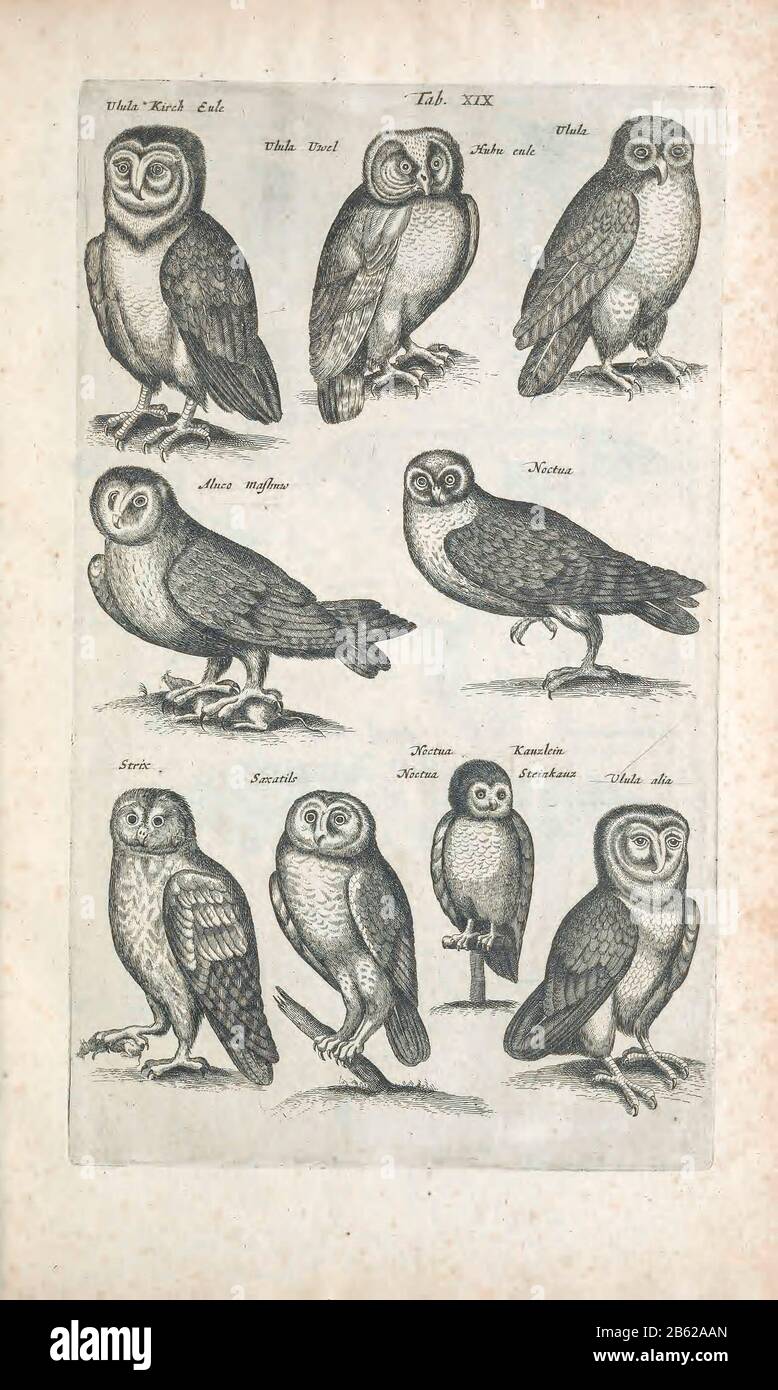 Owls 17th-century artwork. This artwork is from 'Historiae naturalis de quadrupetibus' (1657) by Polish scholar and physician John Jonston (1603-1675). Stock Photo