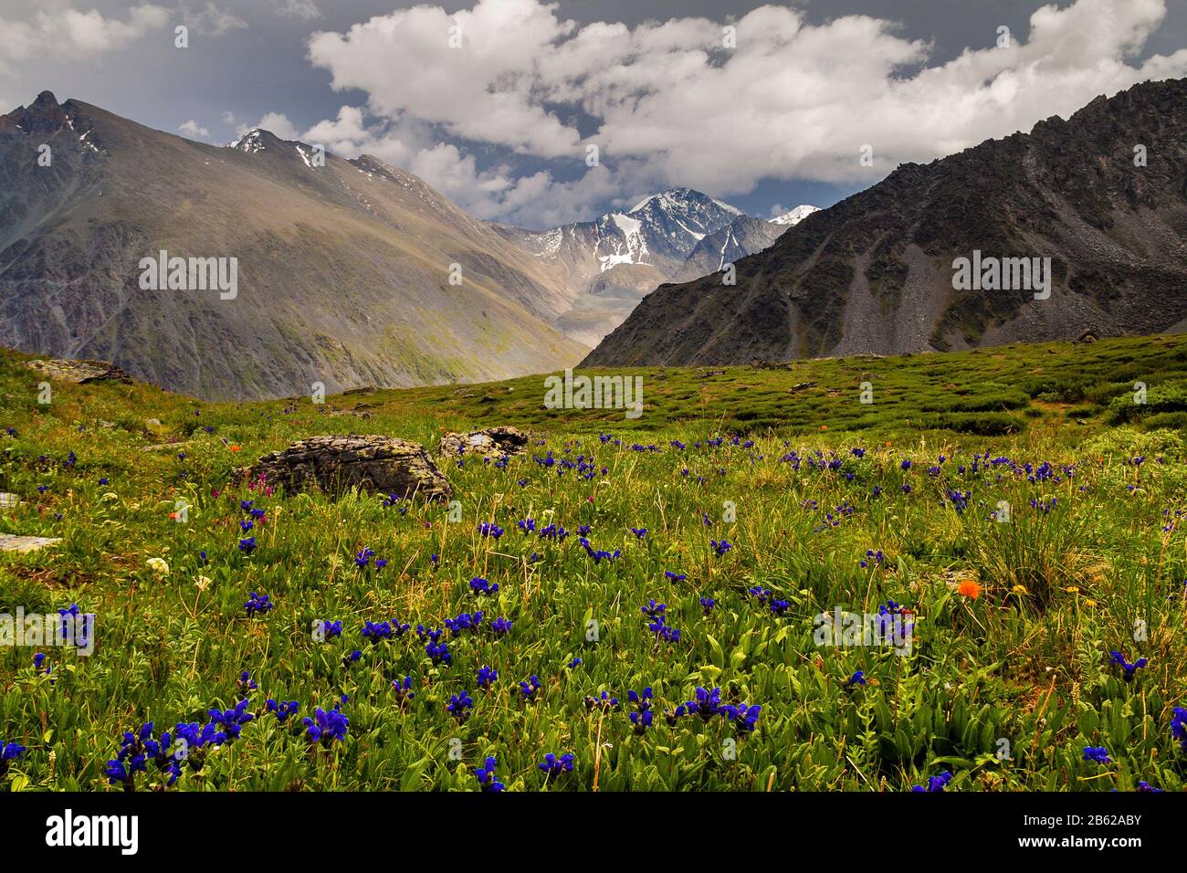 Crocus flowers in high mountains hi-res stock photography and images ...
