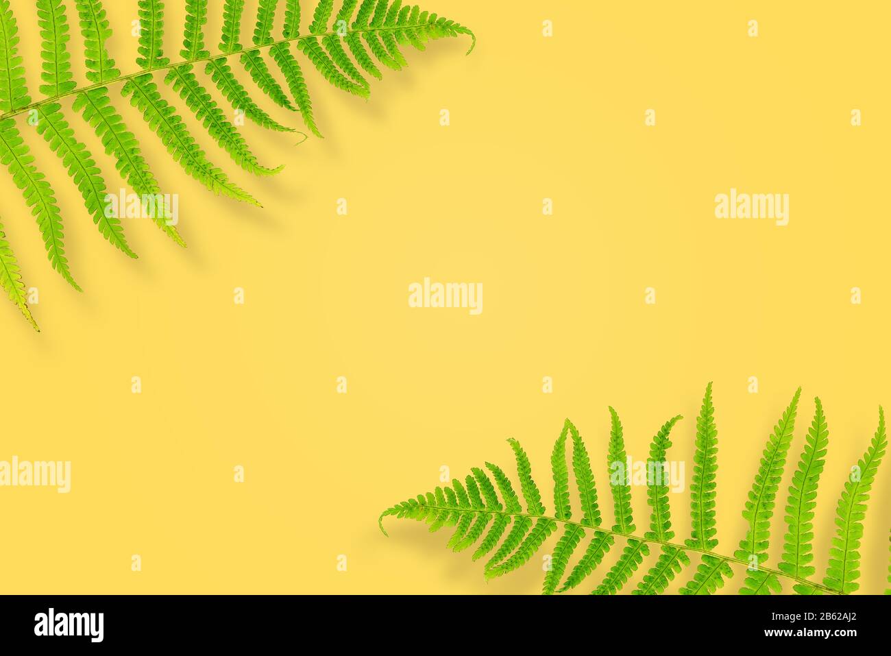 Fern leaves on a yellow background. Summer concept. Flat lounger, top view, copy space. Stock Photo