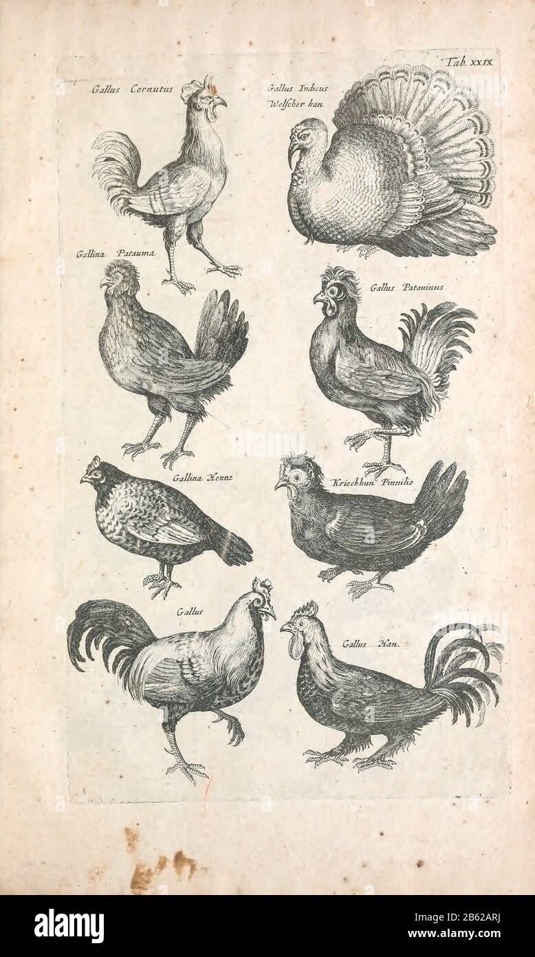 Turkeys and chickens 17th-century artwork. This artwork is from 'Historiae naturalis de quadrupetibus' (1657) by Polish scholar and physician John Jonston (1603-1675). Stock Photo