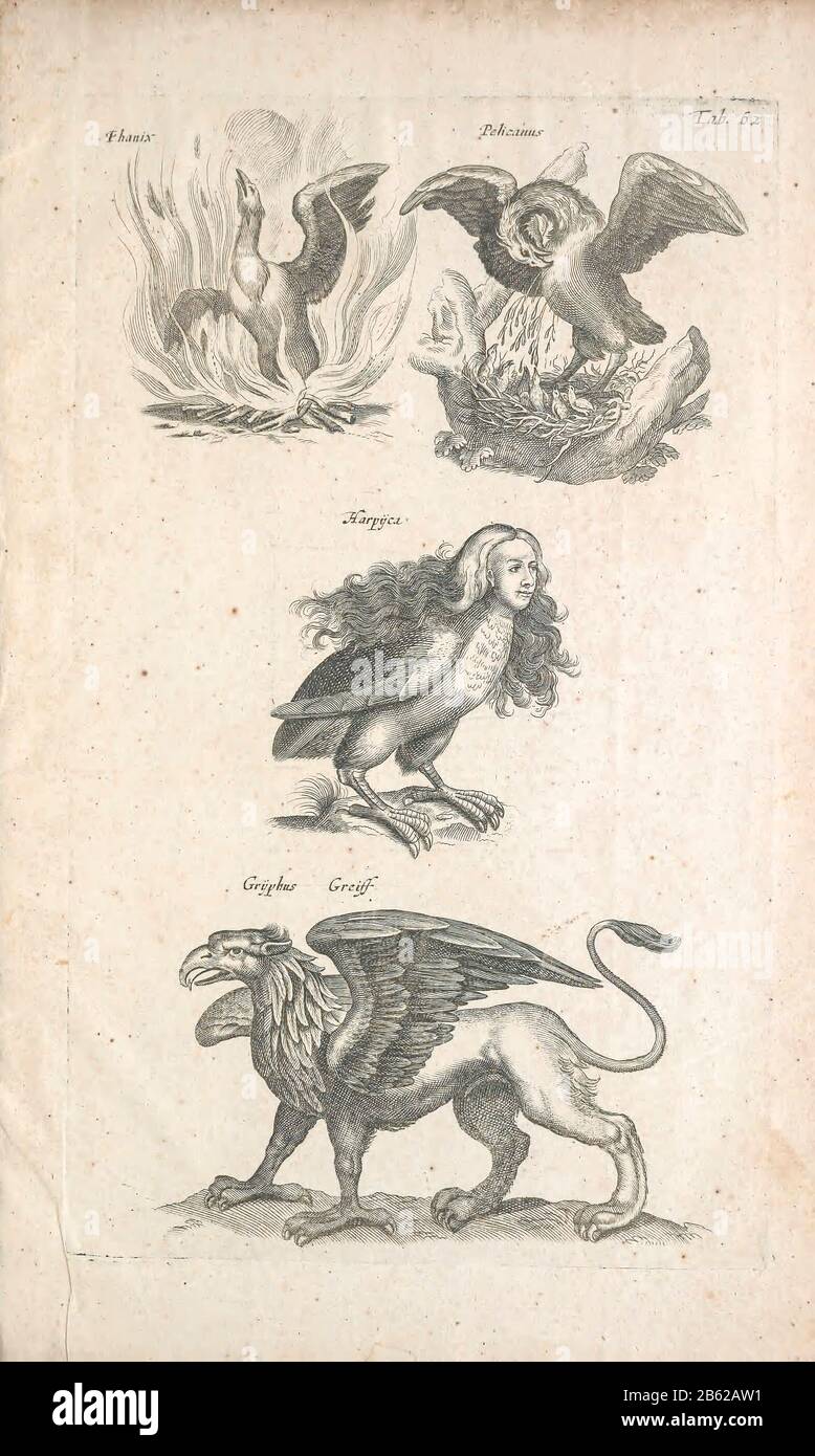 Copperplate print of a Griffin and other Mythological winged creatures 17th-century artwork. This artwork is from 'Historiae naturalis de quadrupetibus' (1657) by Polish scholar and physician John Jonston (1603-1675). Stock Photo