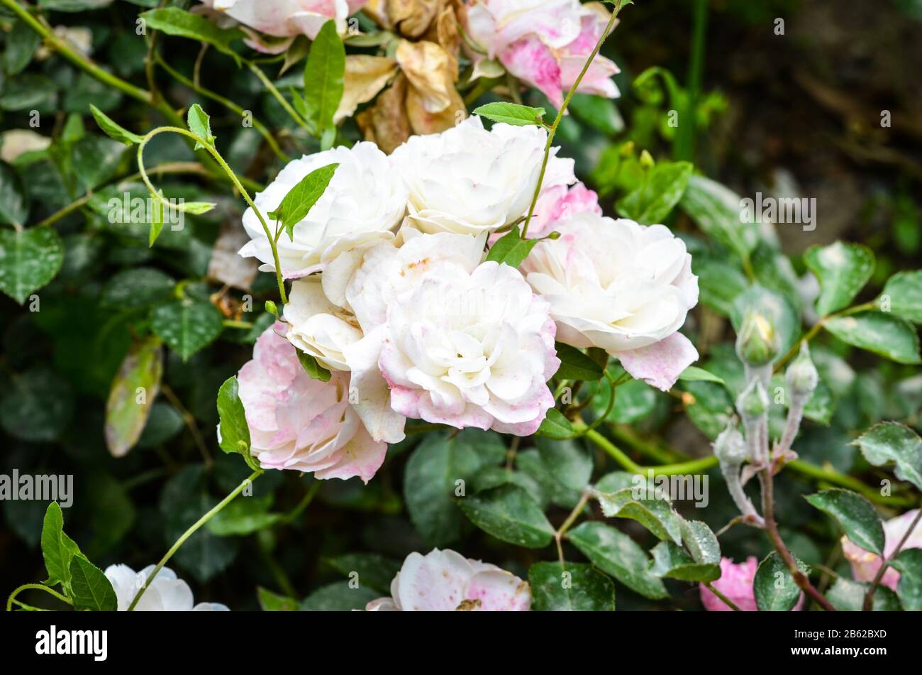 Summer flowers wallpaper hi-res stock photography and images - Alamy