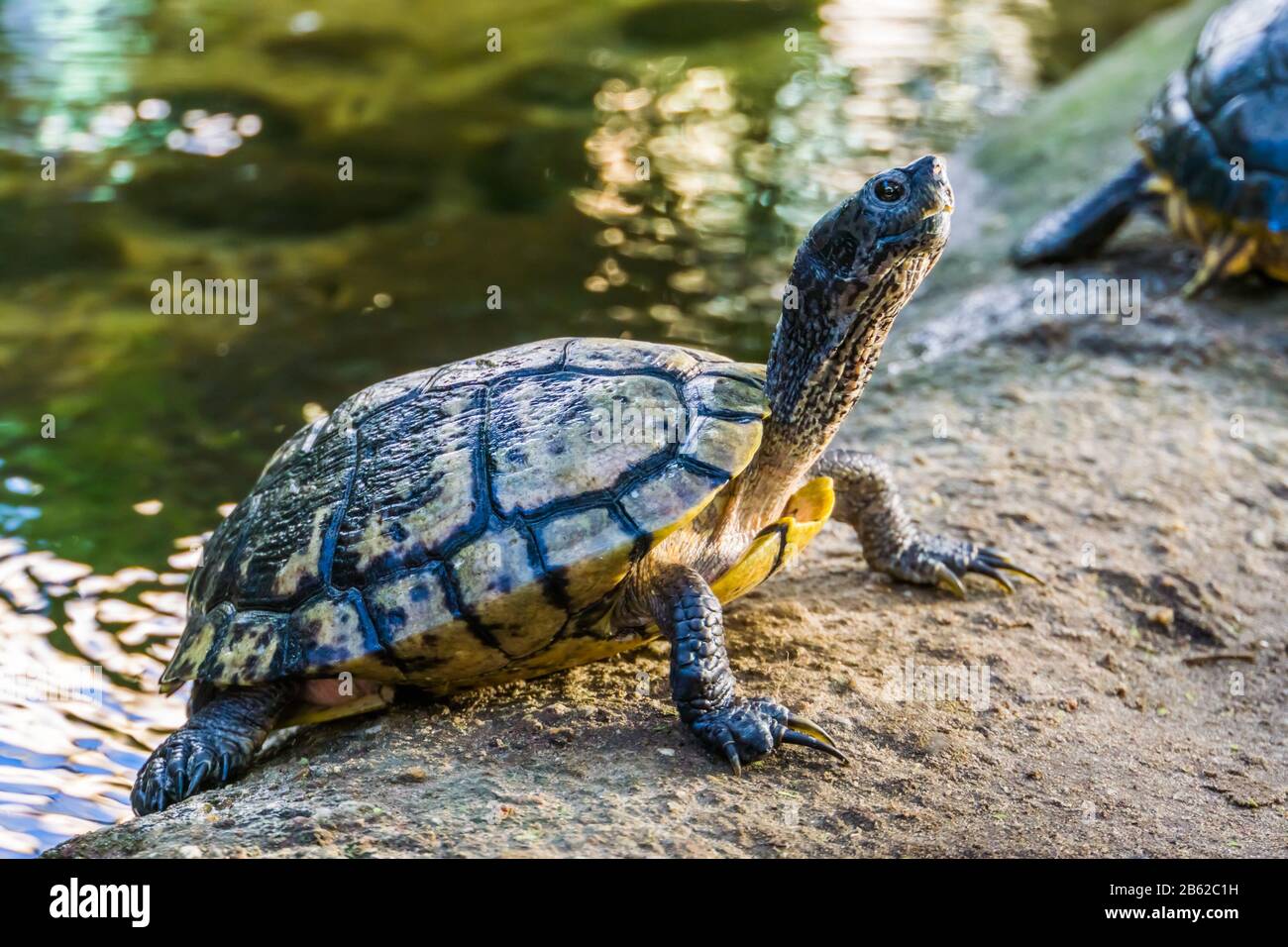 Swamp Turtle High Resolution Stock Photography and Images - Alamy