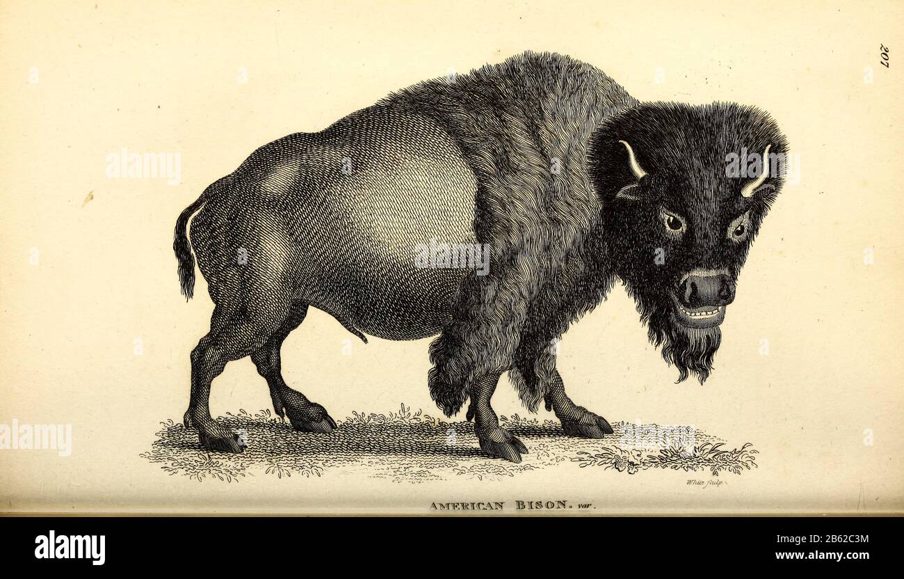 forbandelse Observere Malawi American Bison (American Buffalo) from General zoology, or, Systematic  natural history Vol II Part 2 Mammalia, by Shaw, George, 1751-1813;  Stephens, James Francis, 1792-1853; Heath, Charles, 1785-1848, engraver;  Griffith, Mrs., engraver; Chappelow.