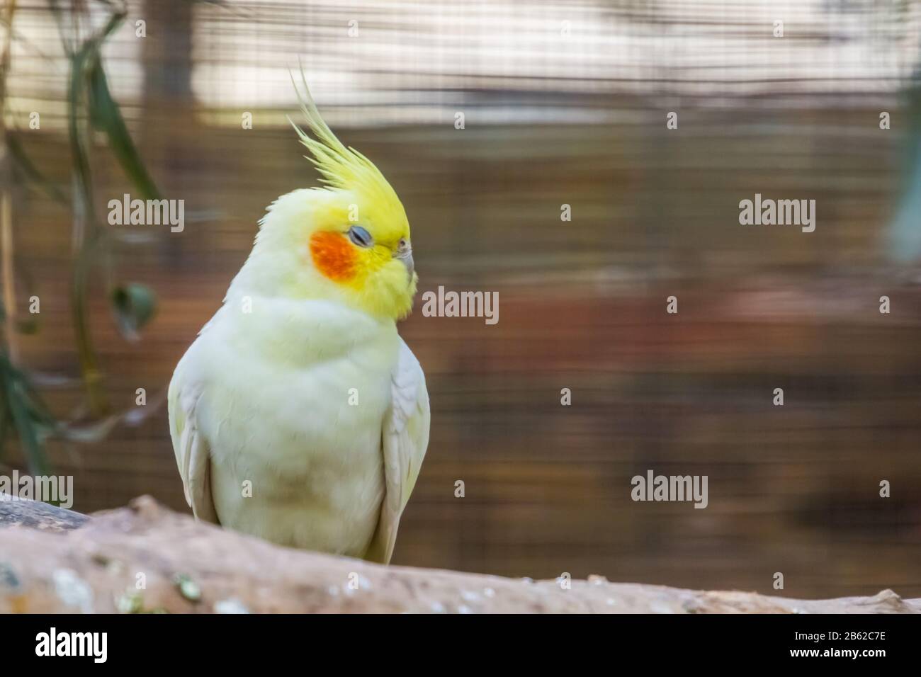 Lutino cockatiel hot sale