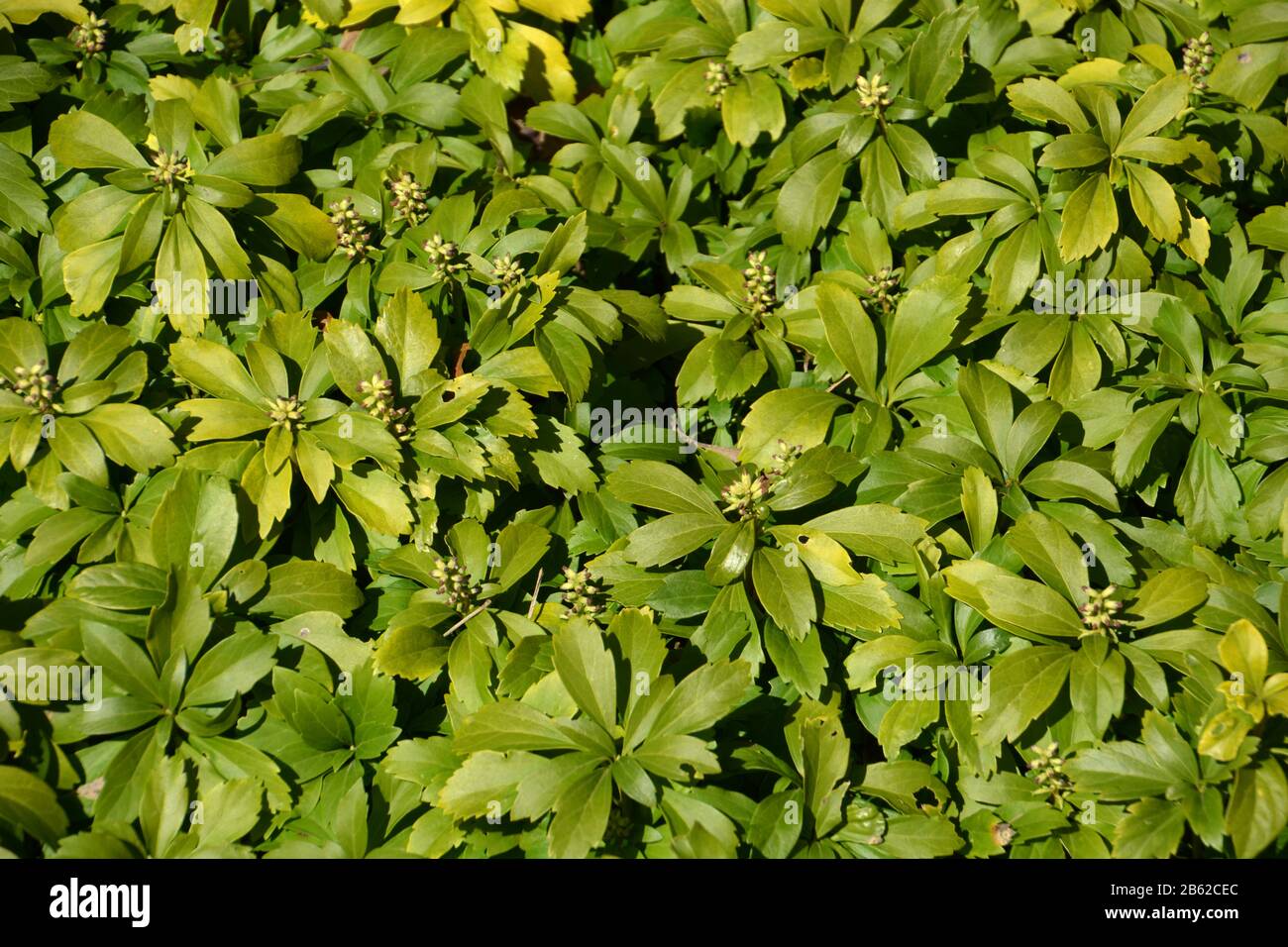 Japanese Pachysandra Evergreen Glossy Leaves Plant Winter Colored Leaves Of Japanese Spurge Shrub Stock Photo Alamy